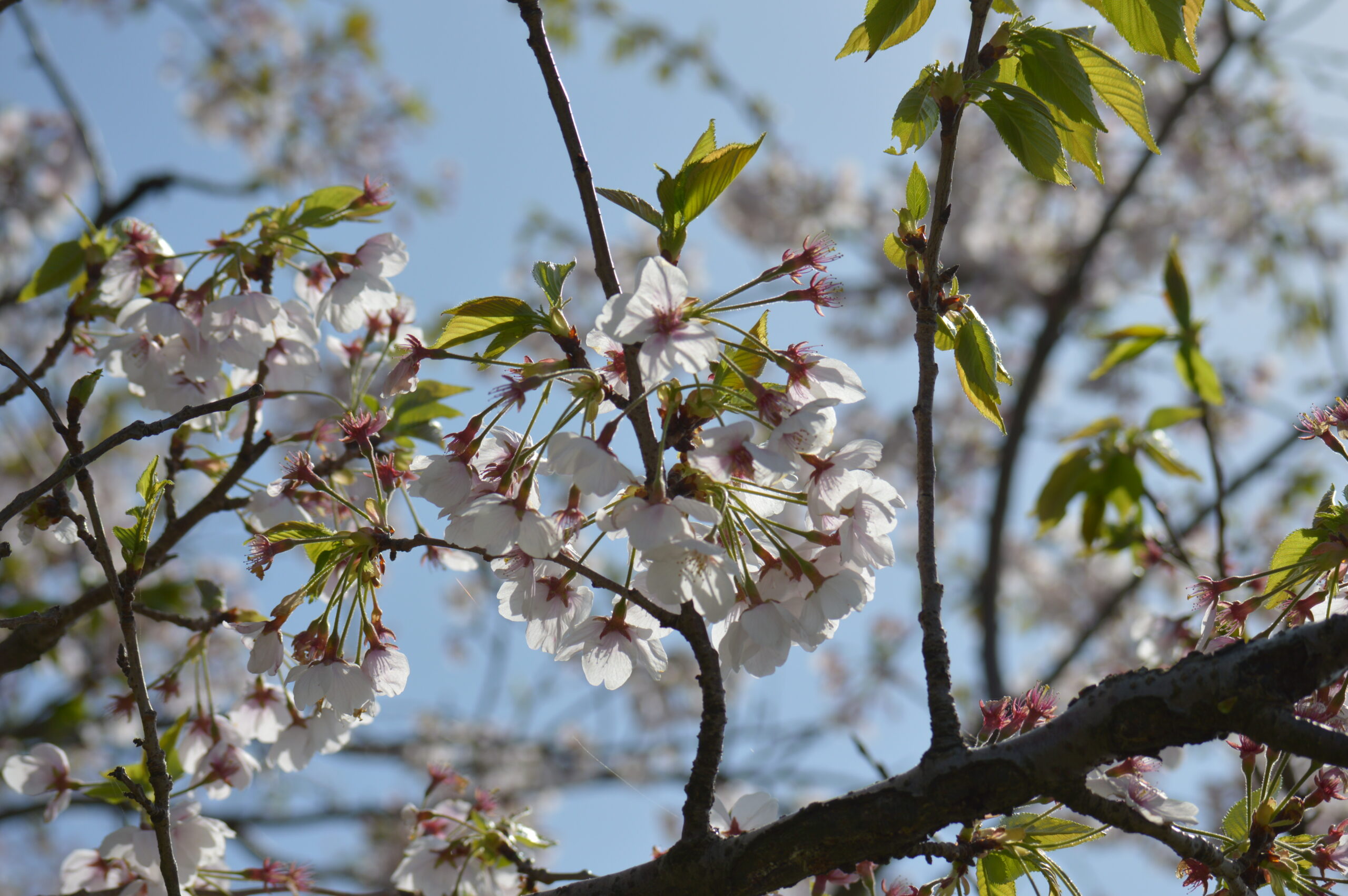桜　2024年4月14日撮影