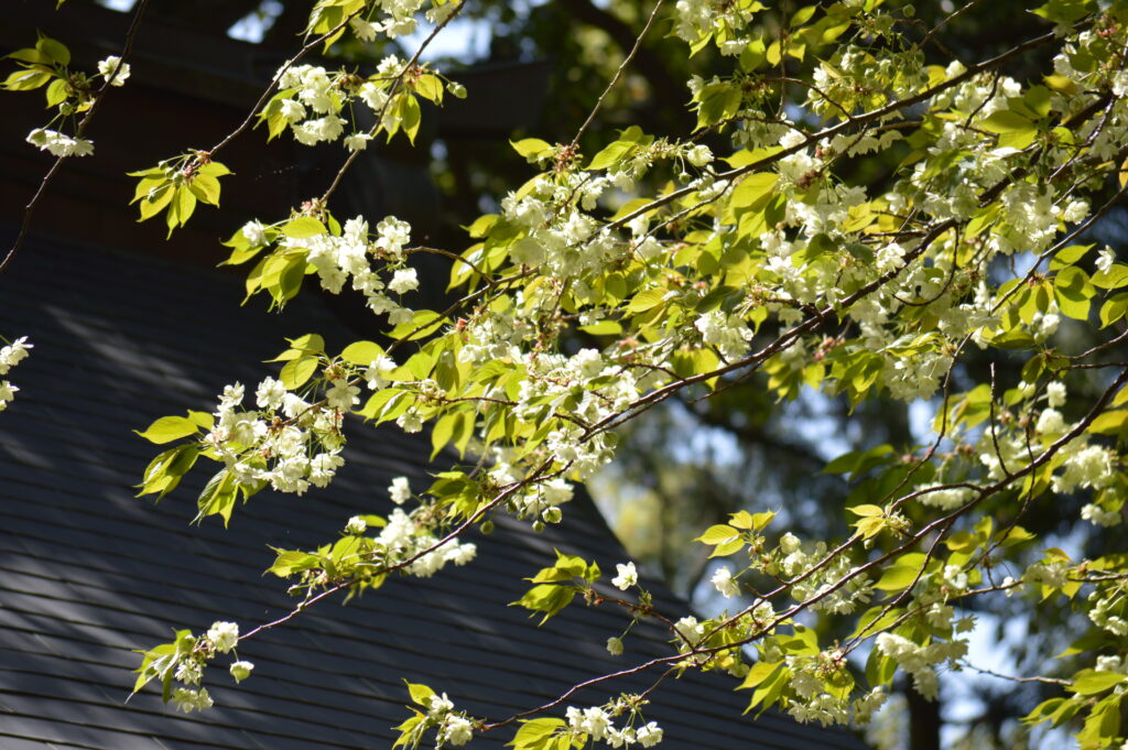 ウコンザクラ　2024年4月14日撮影