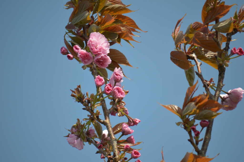 八重桜　2024年4月14日撮影