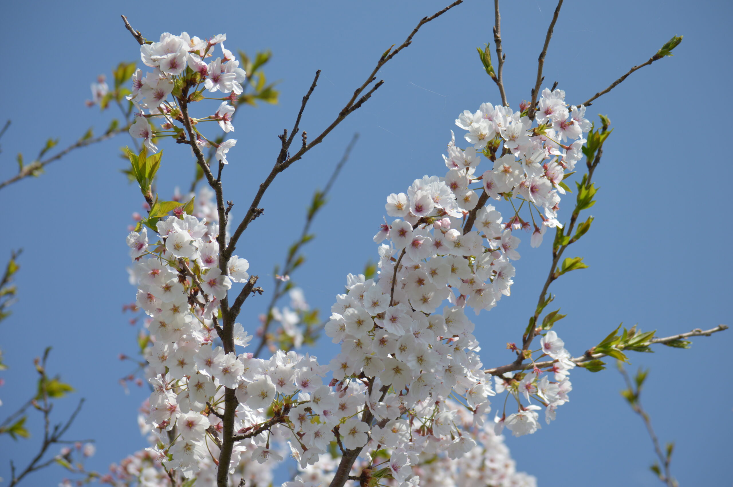 桜　2024年4月14日撮影