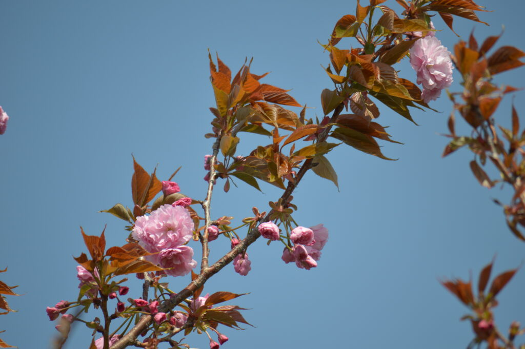 八重桜　2024年4月14日撮影