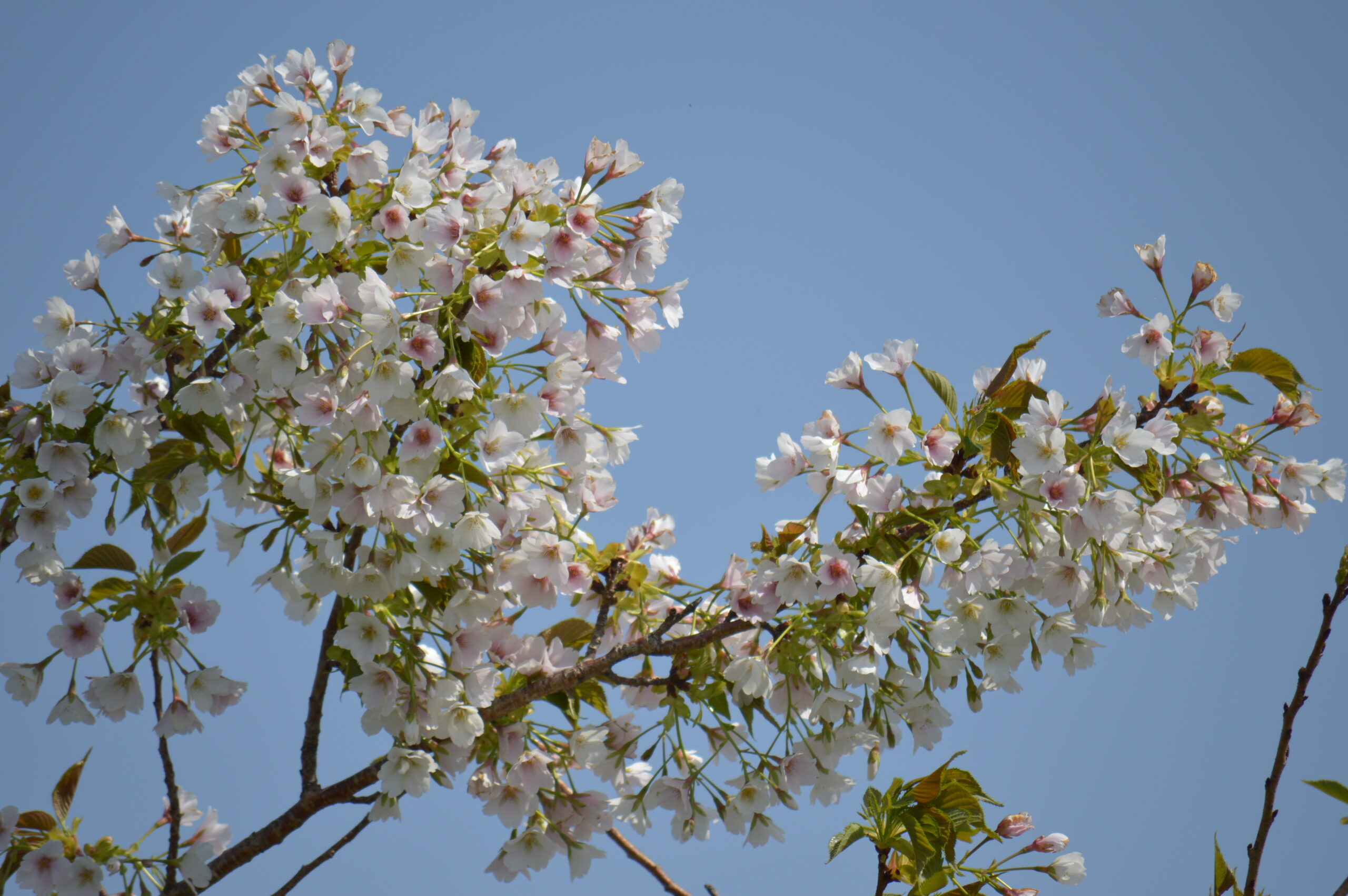 桜　2024年4月14日撮影