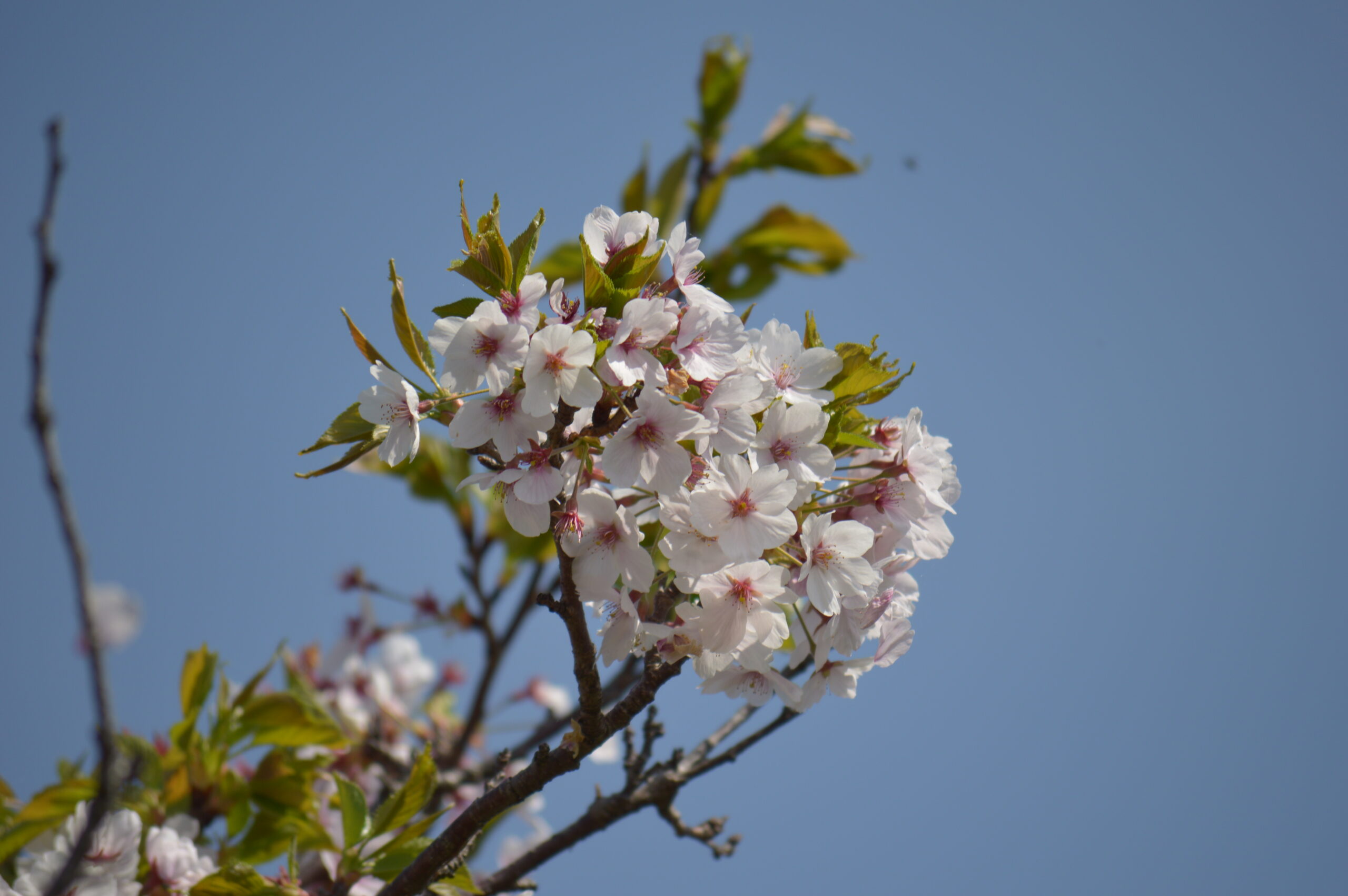 桜　2024年4月14日撮影