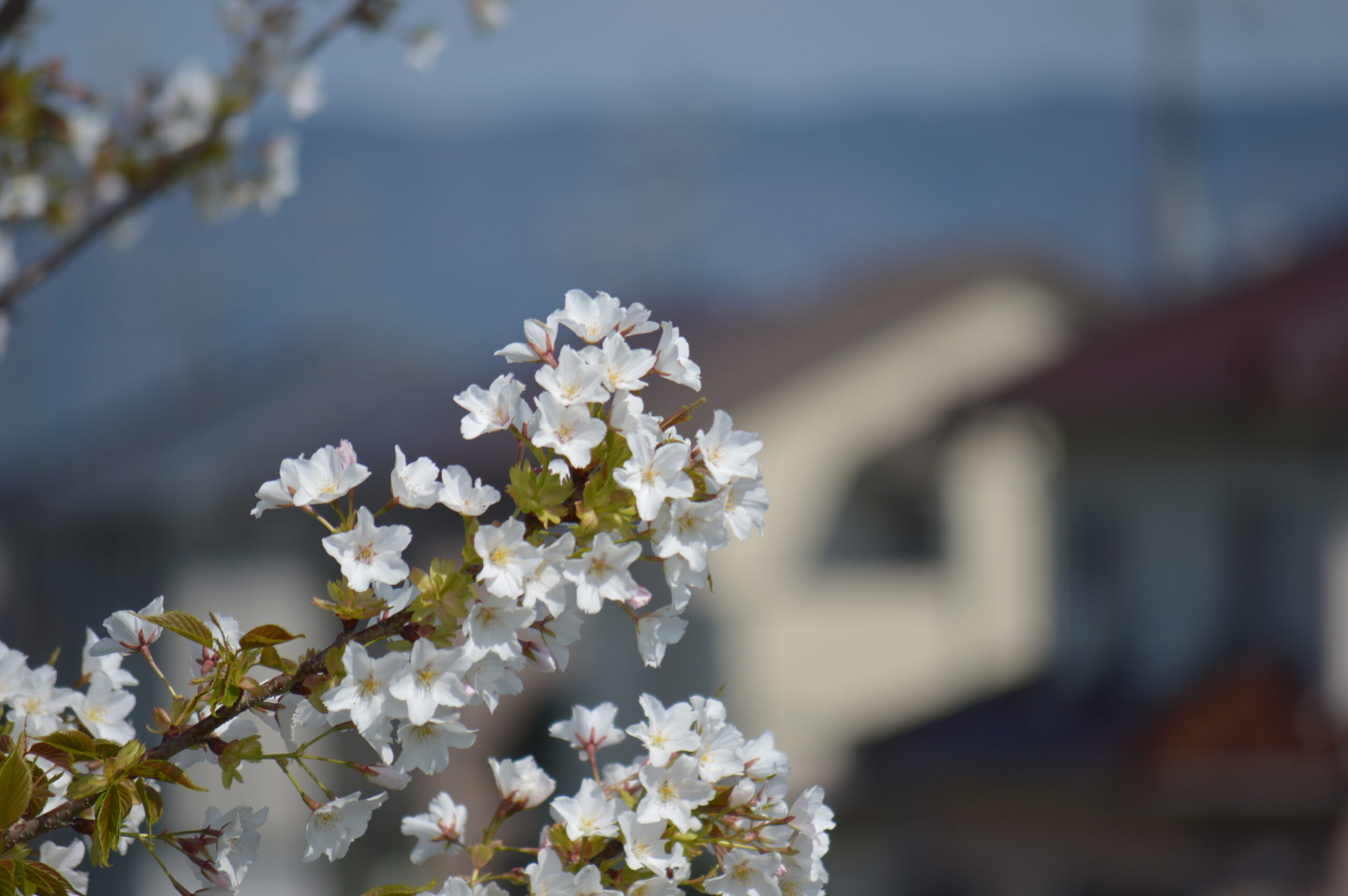 桜　2024年4月14日撮影