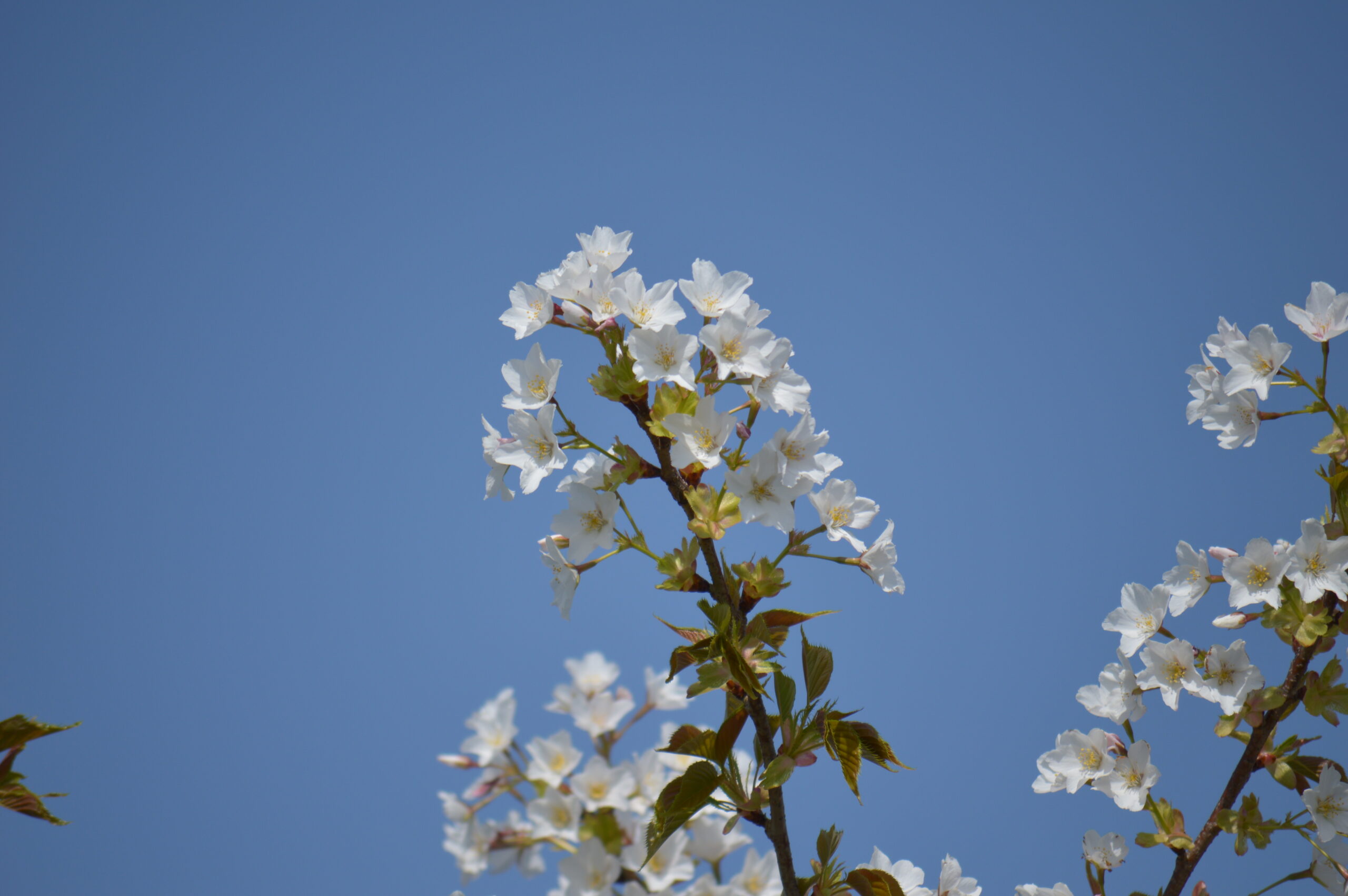 桜　2024年4月14日撮影
