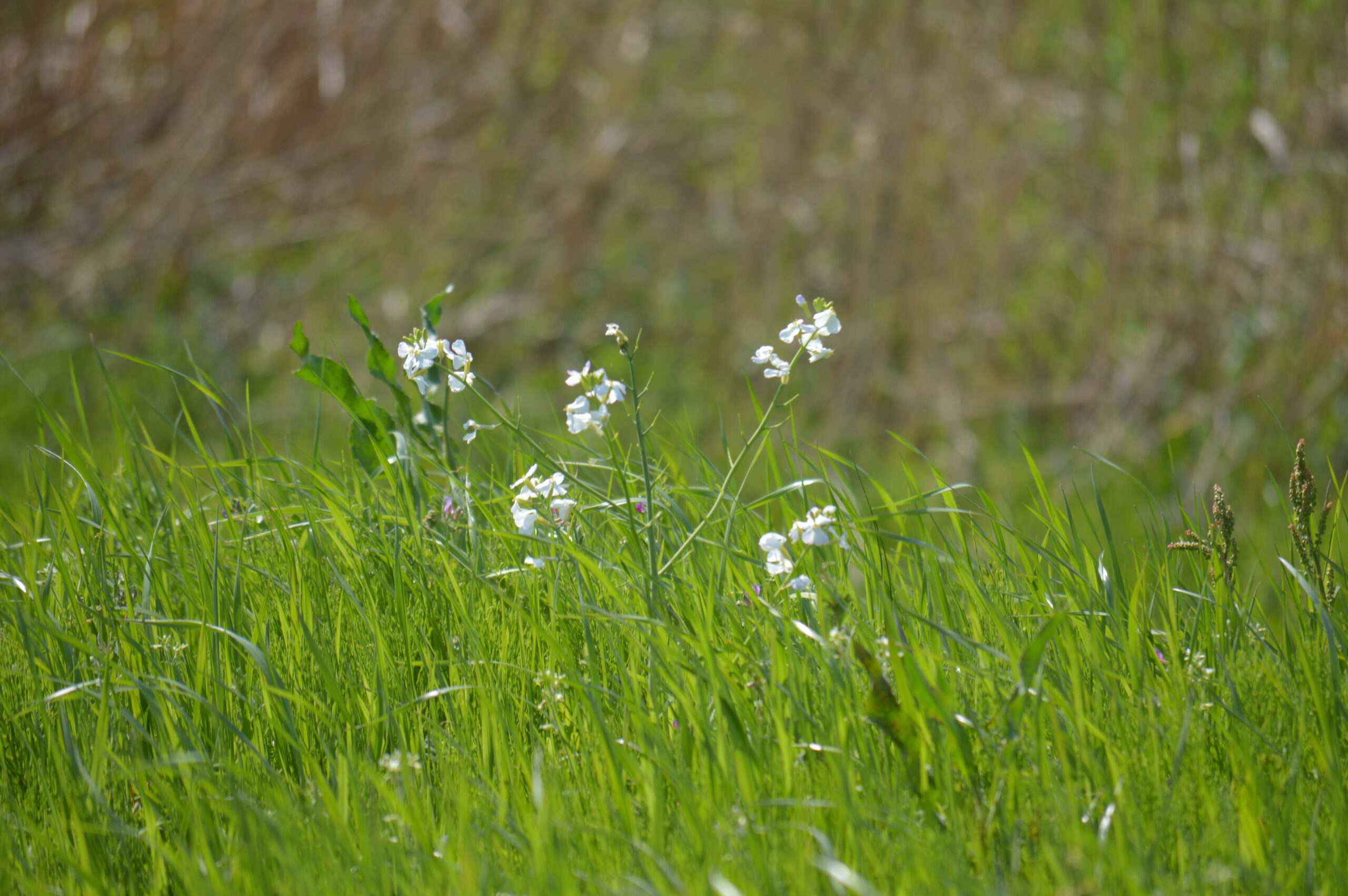 ハマダイコン　2024年4月14日撮影