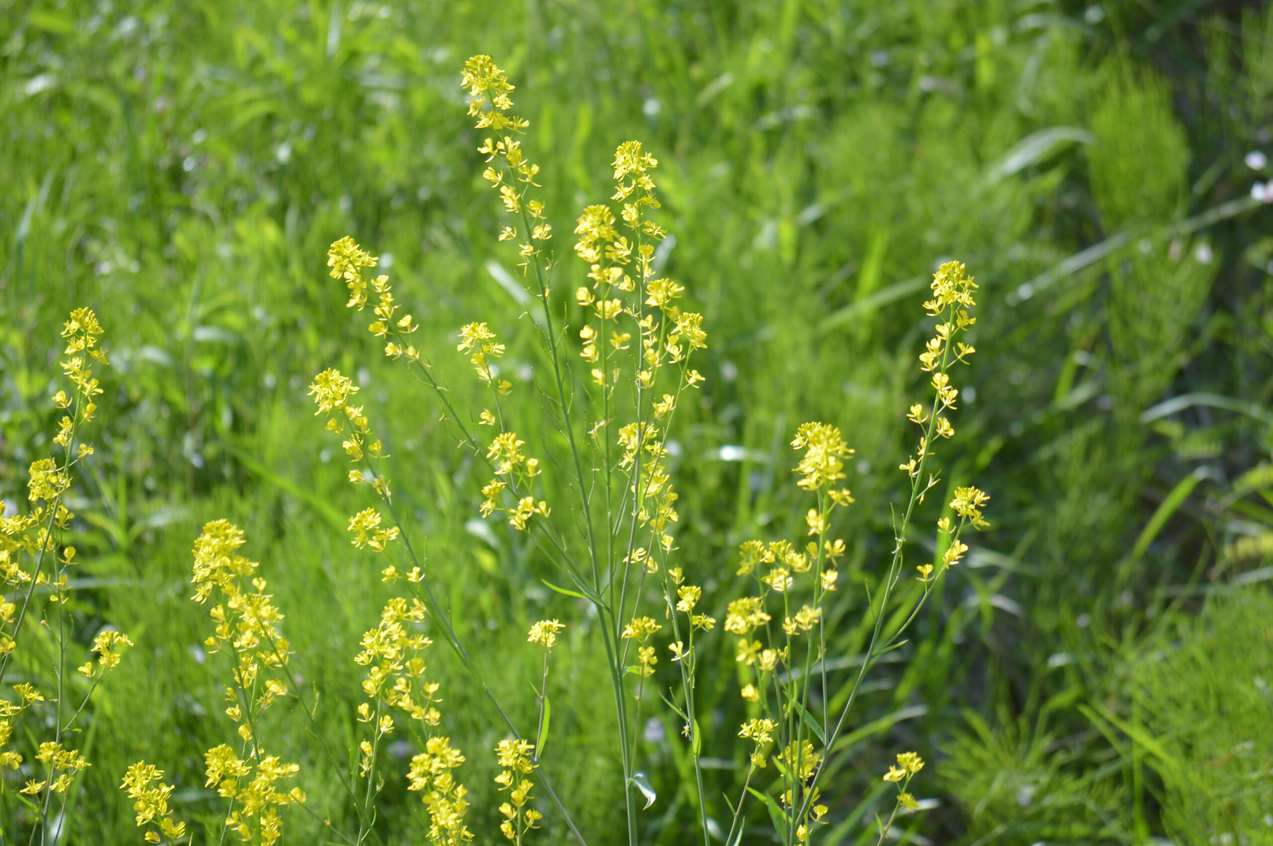 ハルザキヤマガラシ　2024年4月14日撮影