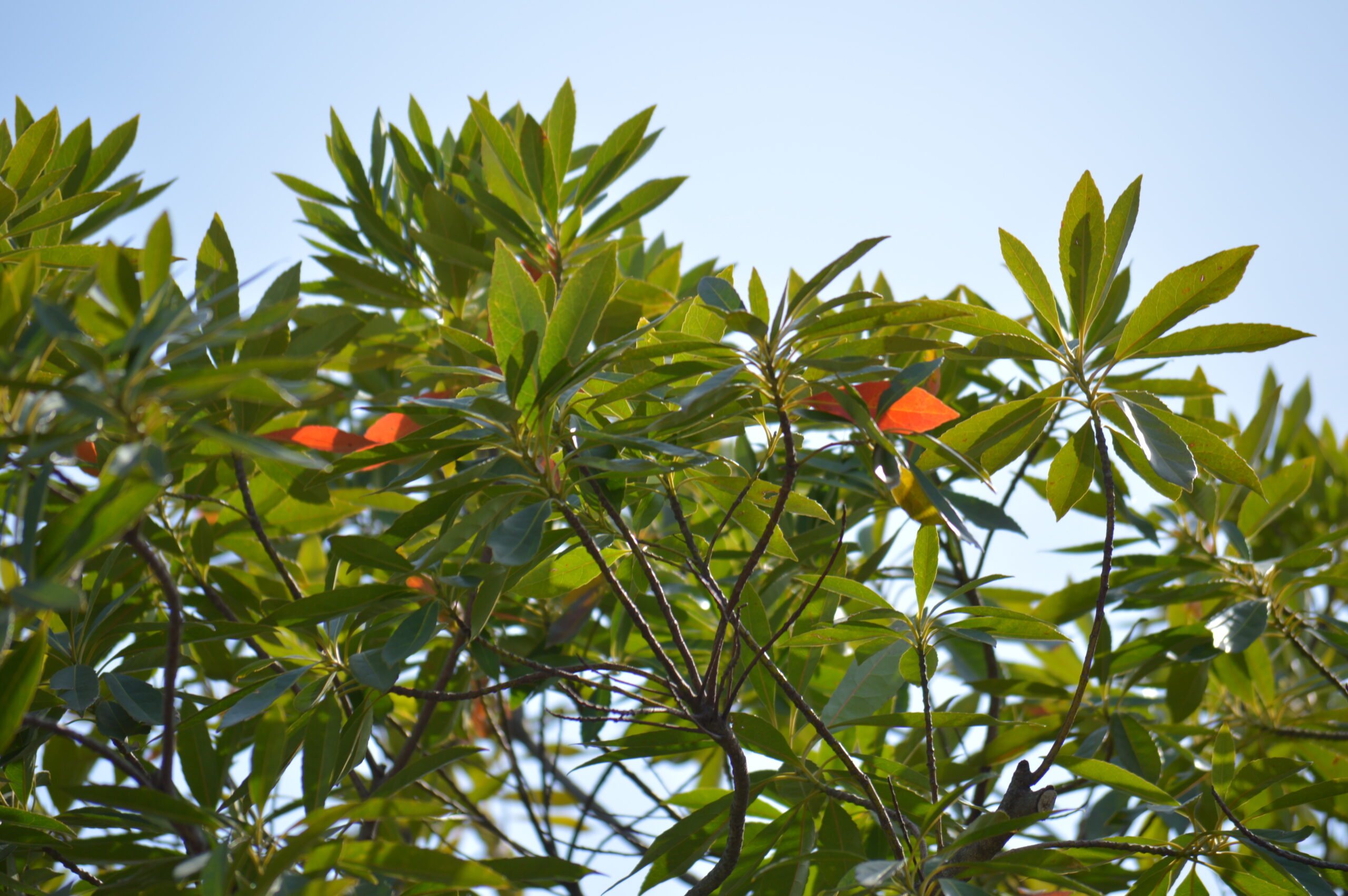 ホルトノキ　2024年4月14日撮影