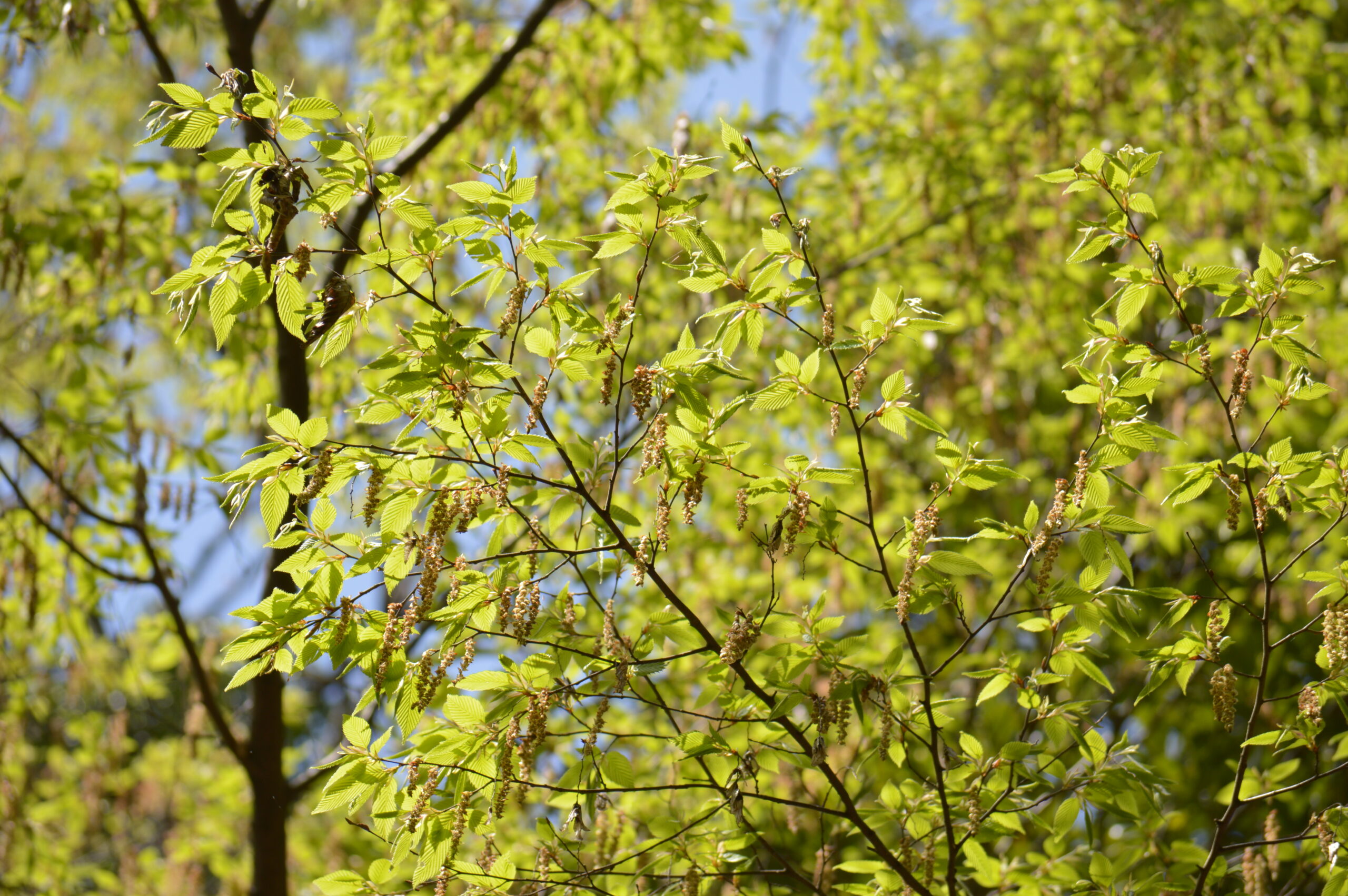 イヌシデ　2024年4月14日撮影