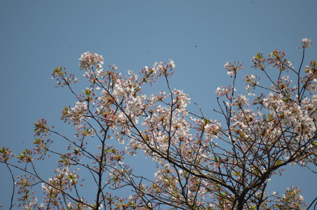 桜　2024年4月14日撮影
