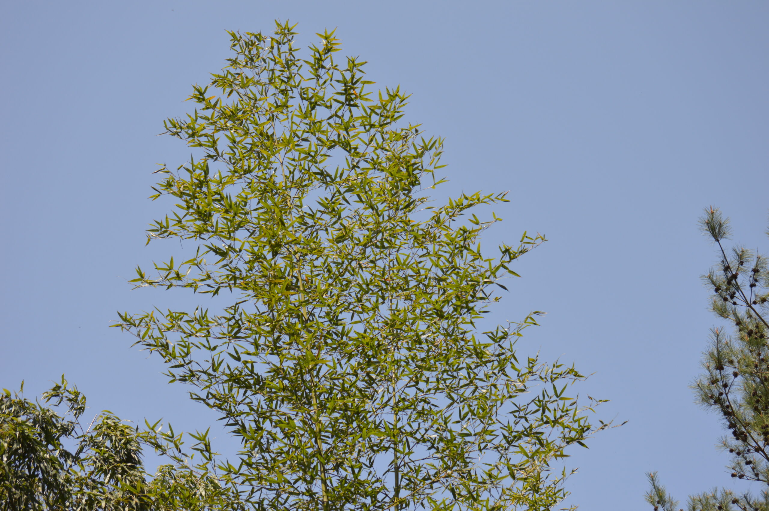 竹　2024年4月14日撮影