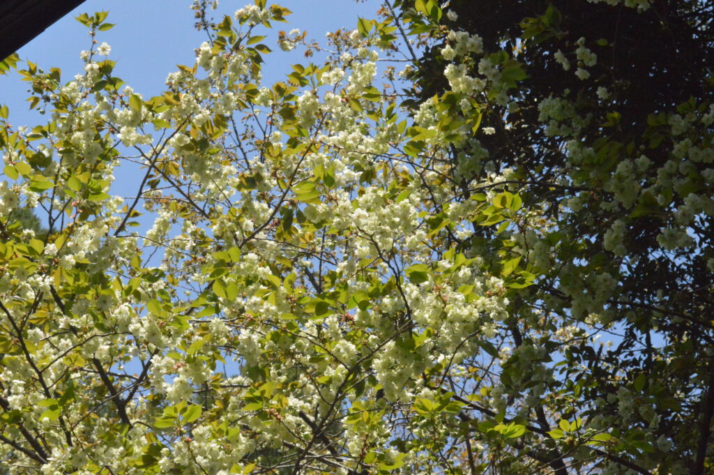 ウコンザクラ　2024年4月14日撮影