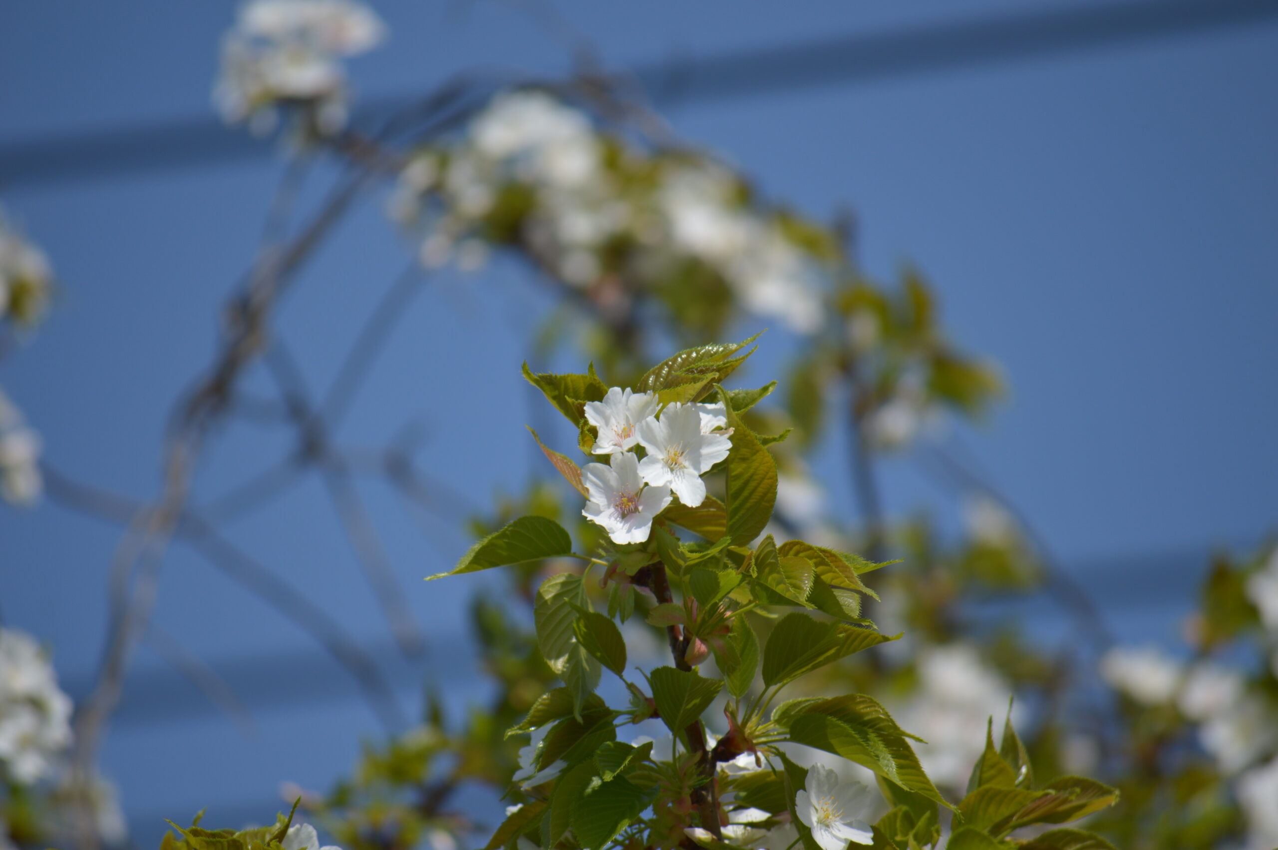 桜　2024年4月14日撮影