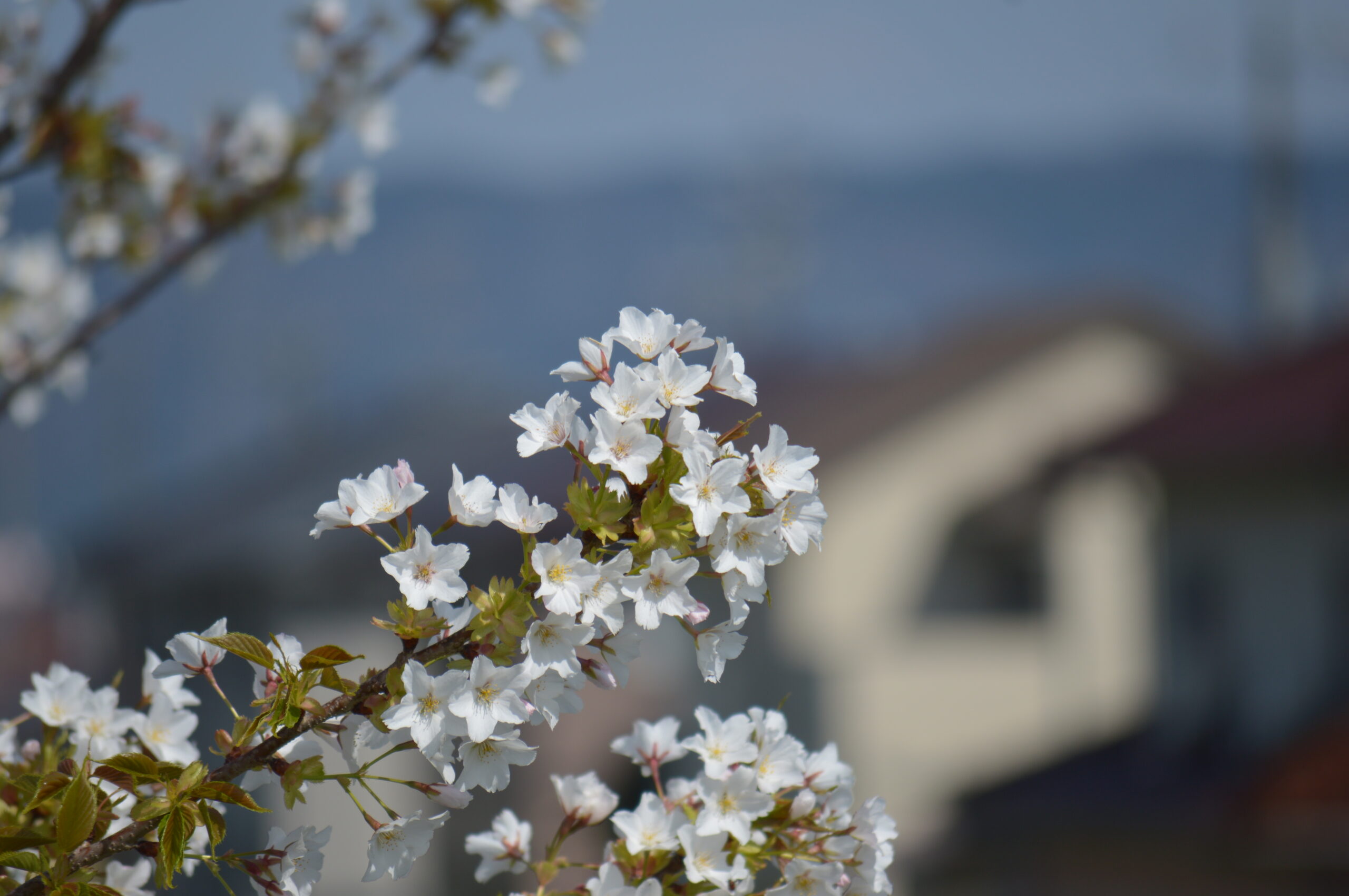 桜　2024年4月14日撮影