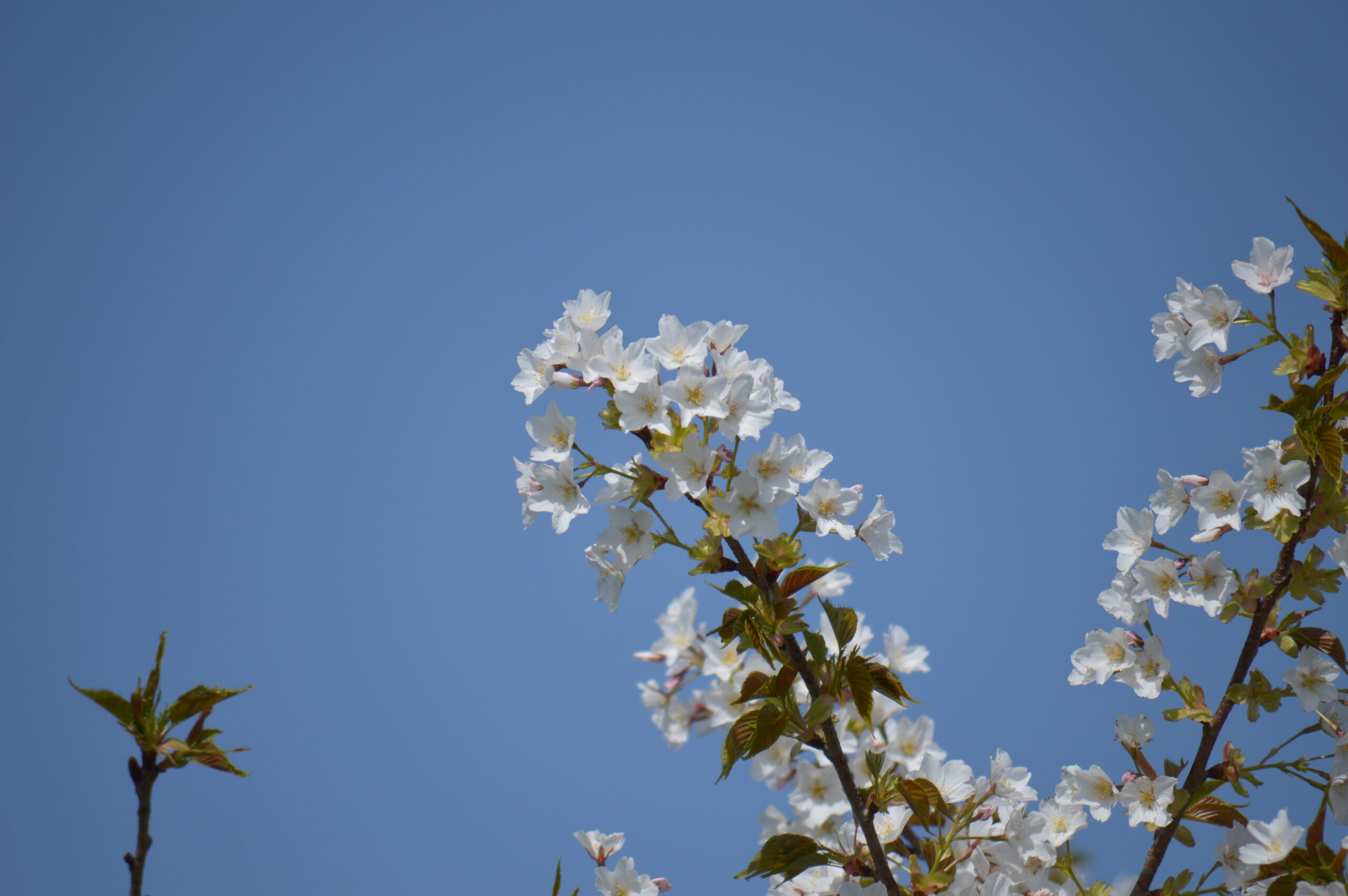 桜　2024年4月14日撮影