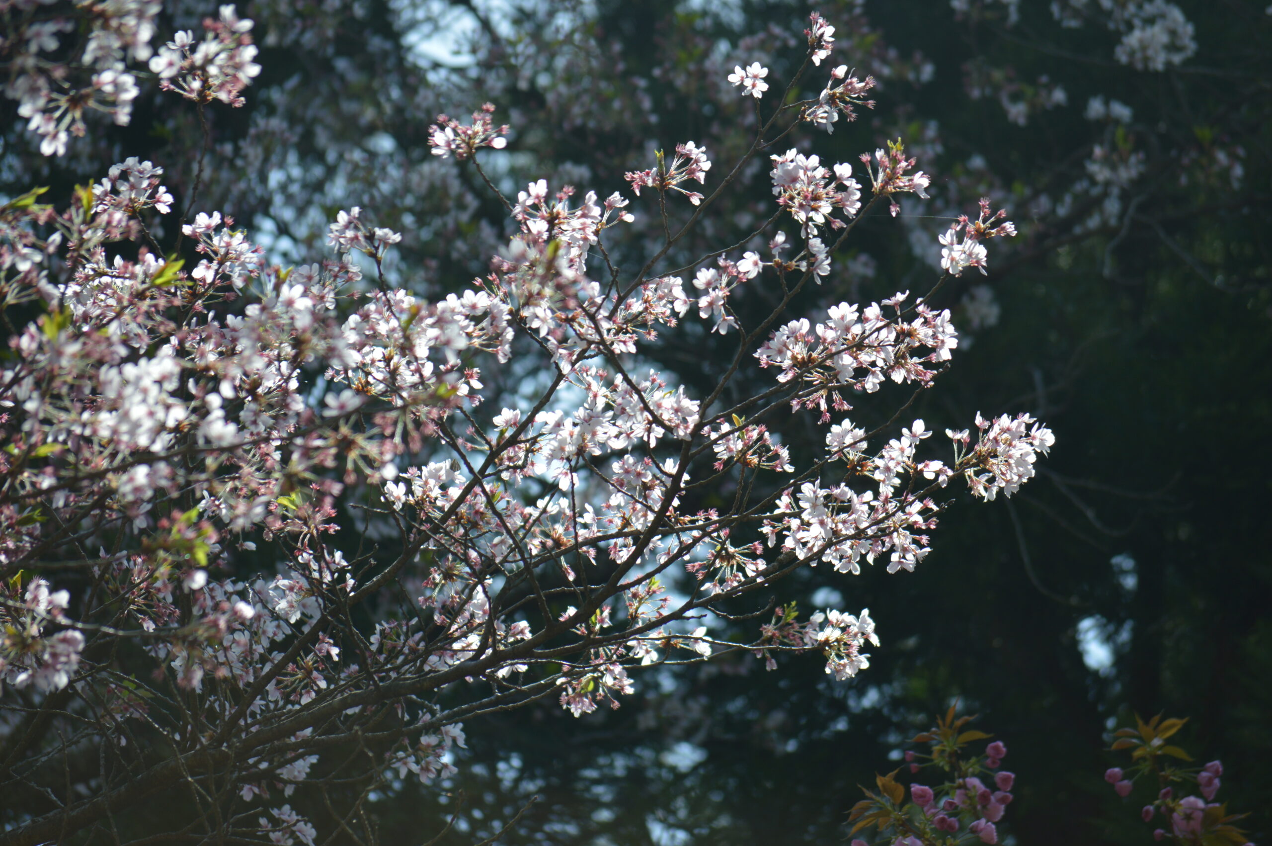 桜　2024年4月14日撮影