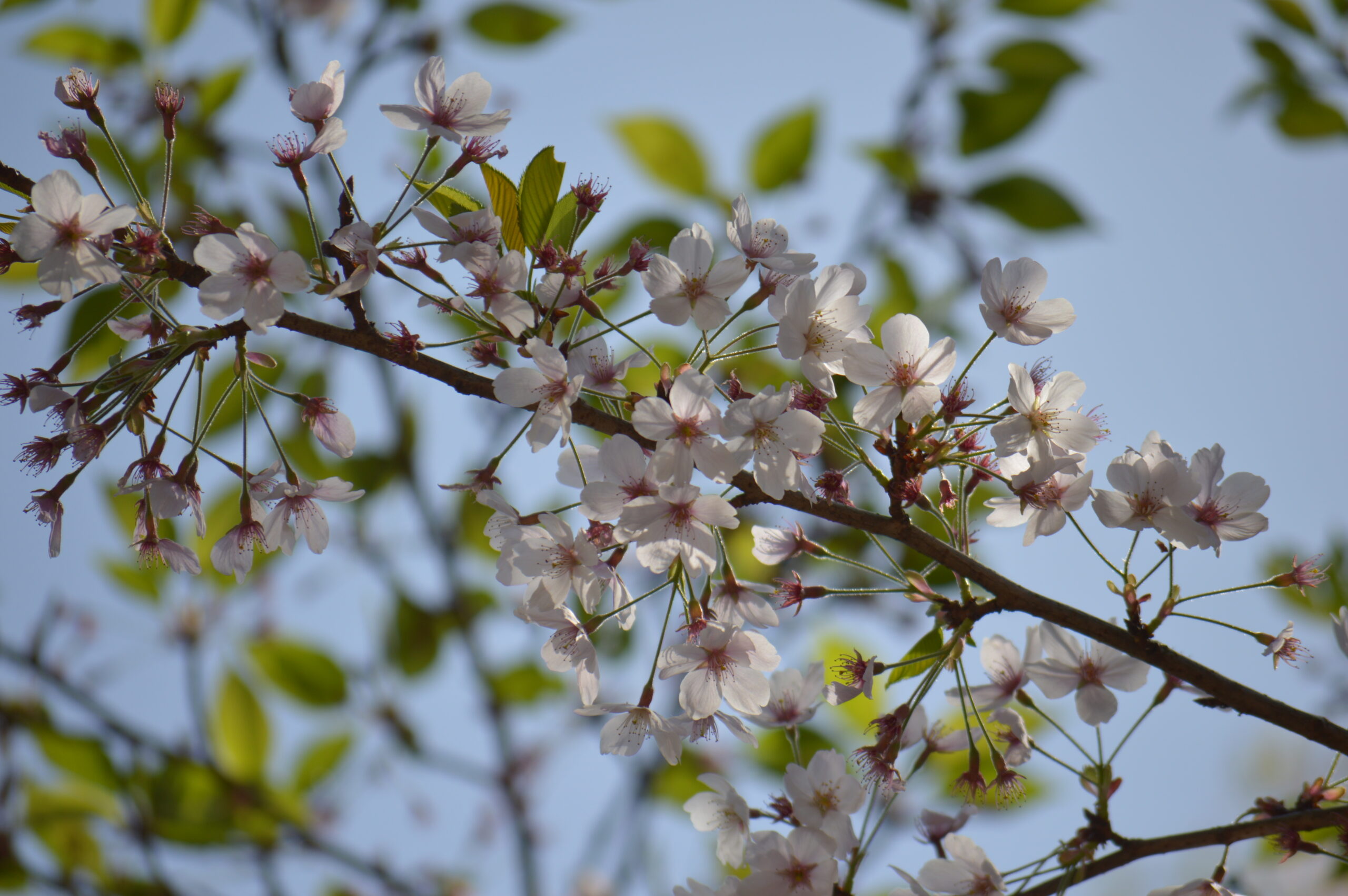 桜　2024年4月14日撮影