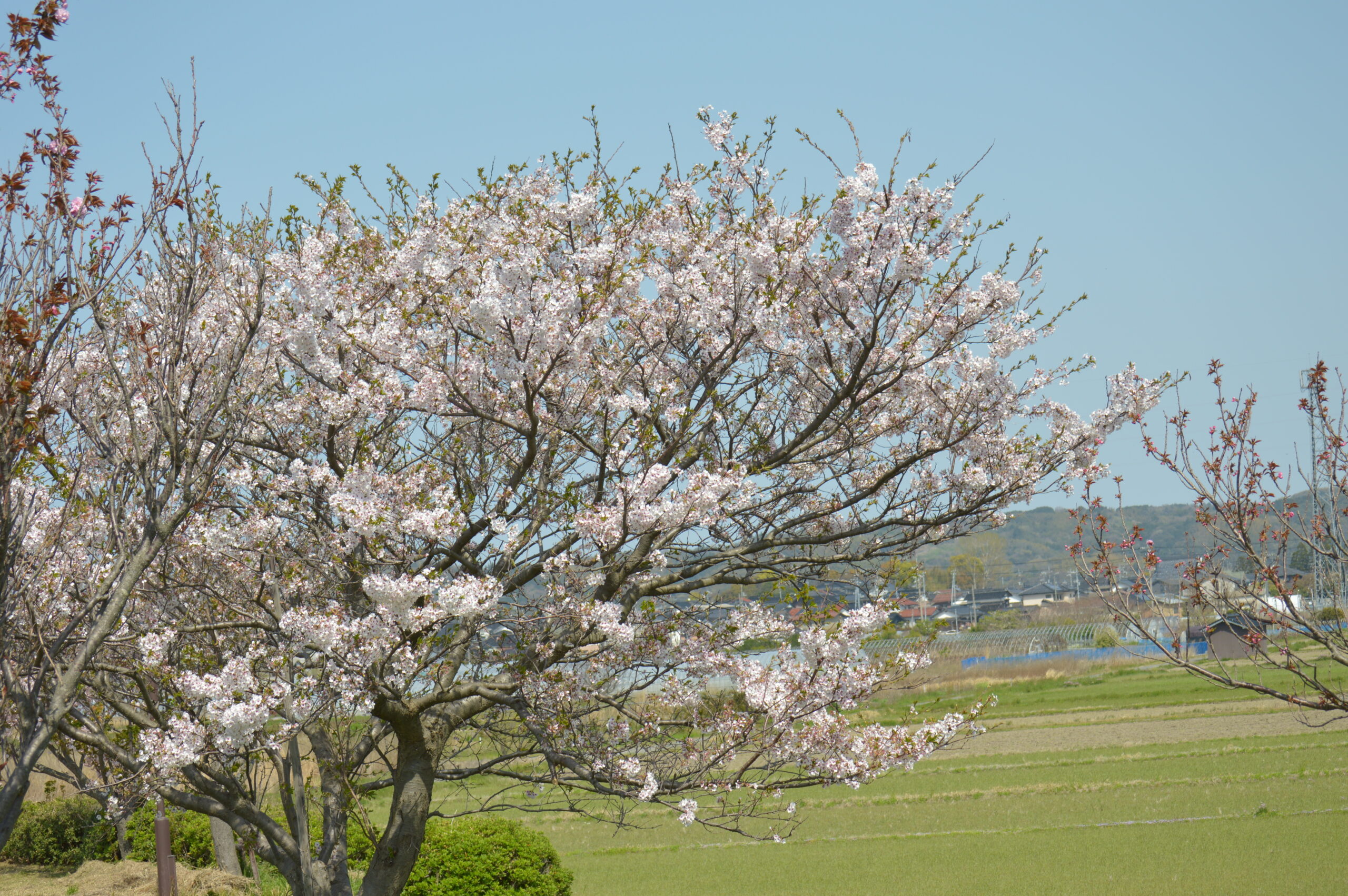 桜　2024年4月14日撮影