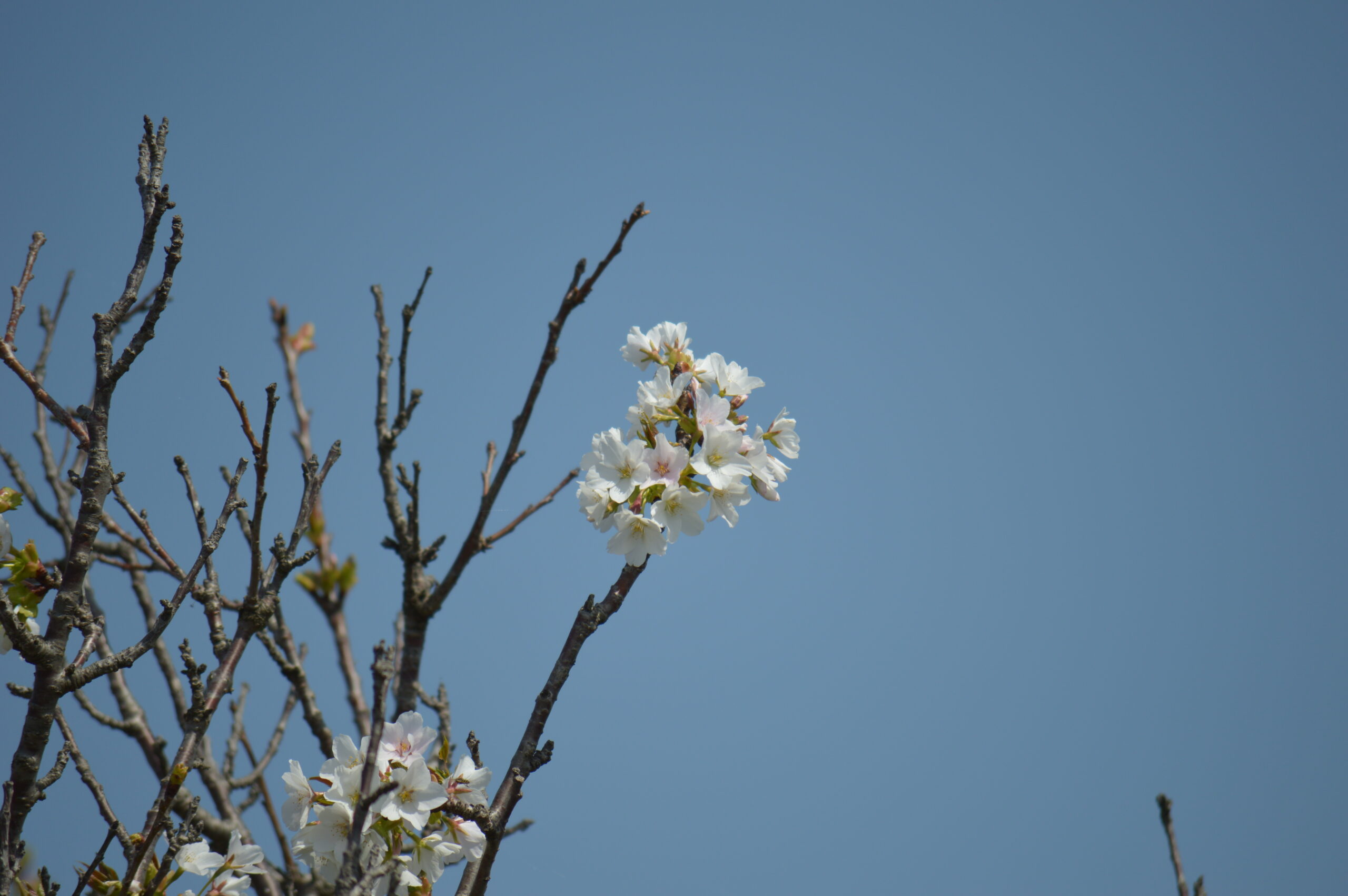 桜　2024年4月14日撮影