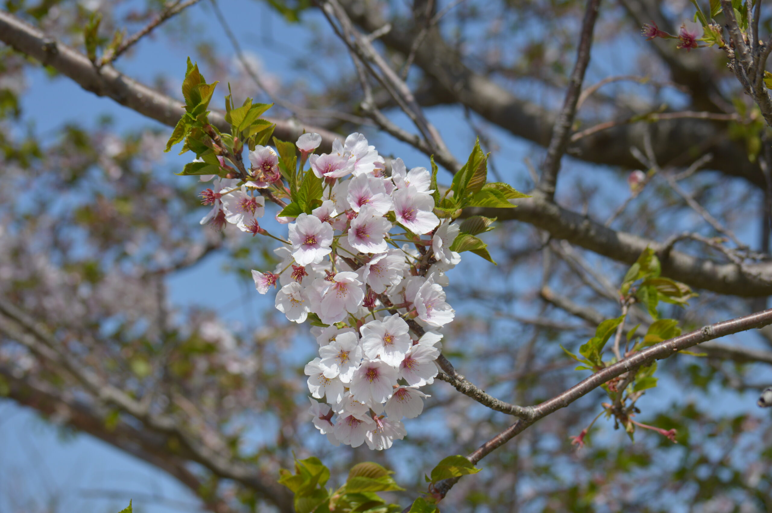 桜　2024年4月14日撮影