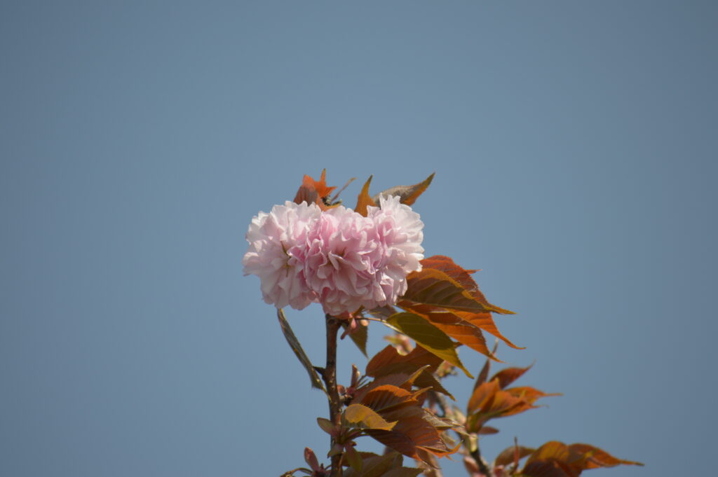 八重桜　2024年4月14日撮影