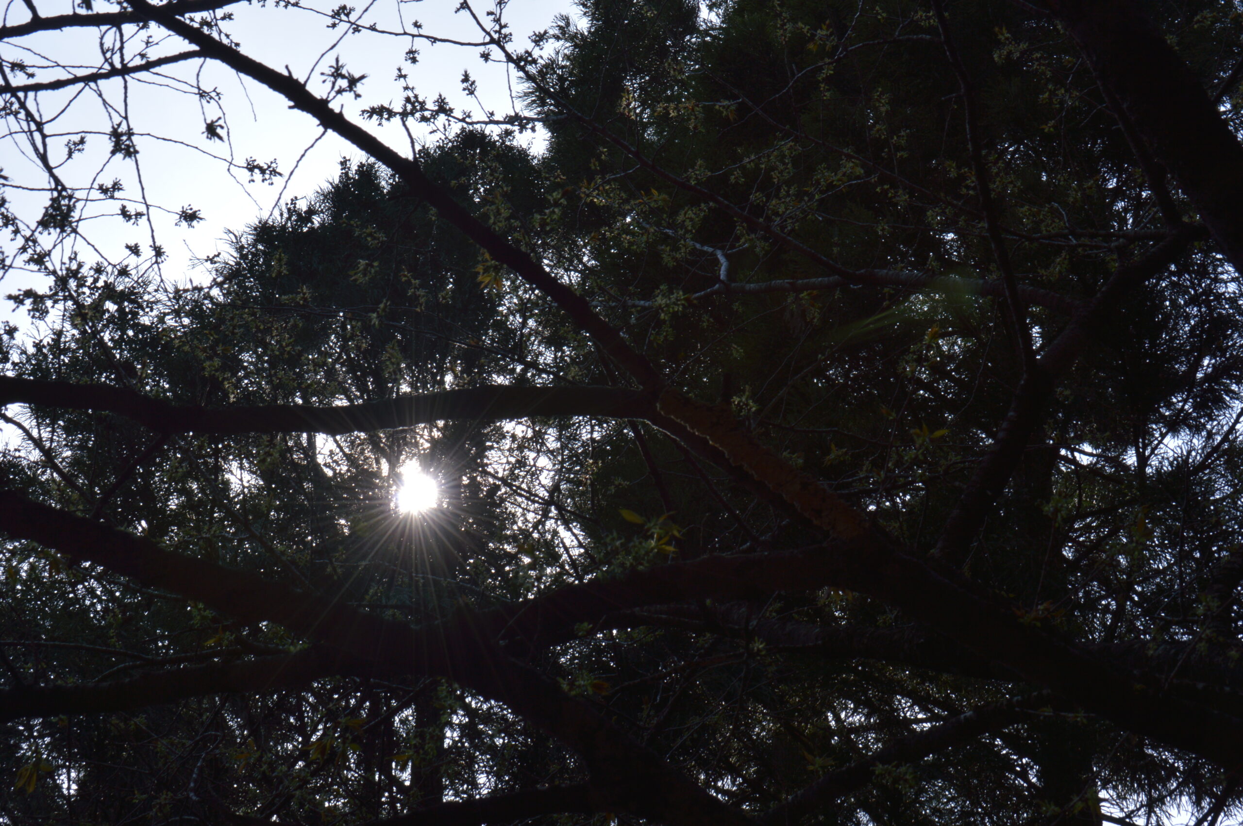 木漏れ日　2024年4月7日撮影