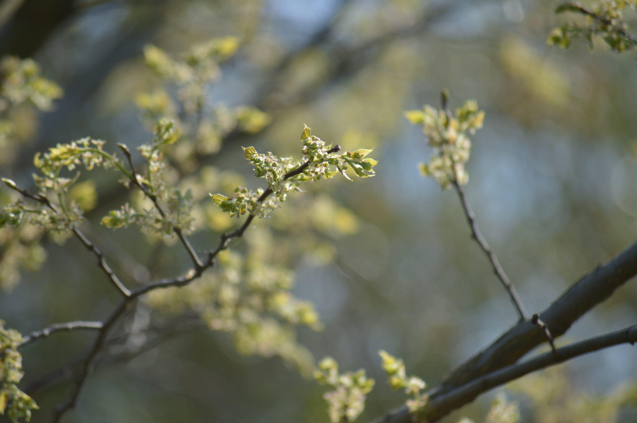 榎　2024年4月14日撮影
