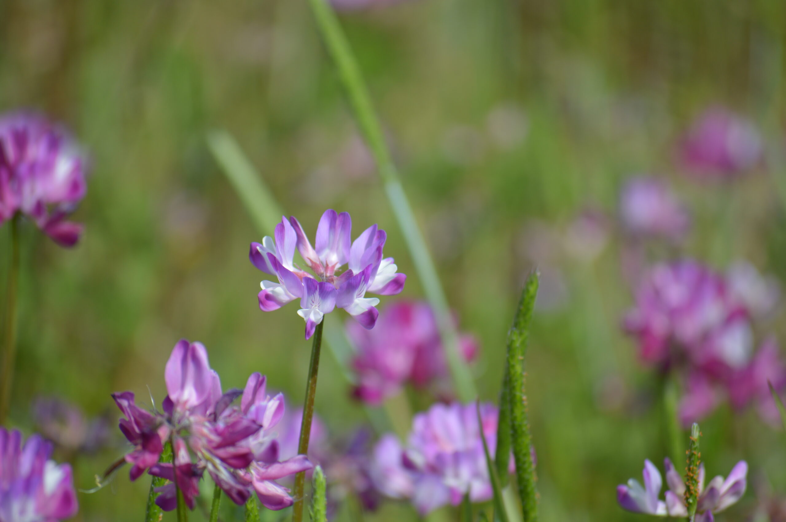 ゲンゲ　2024年4月14日撮影