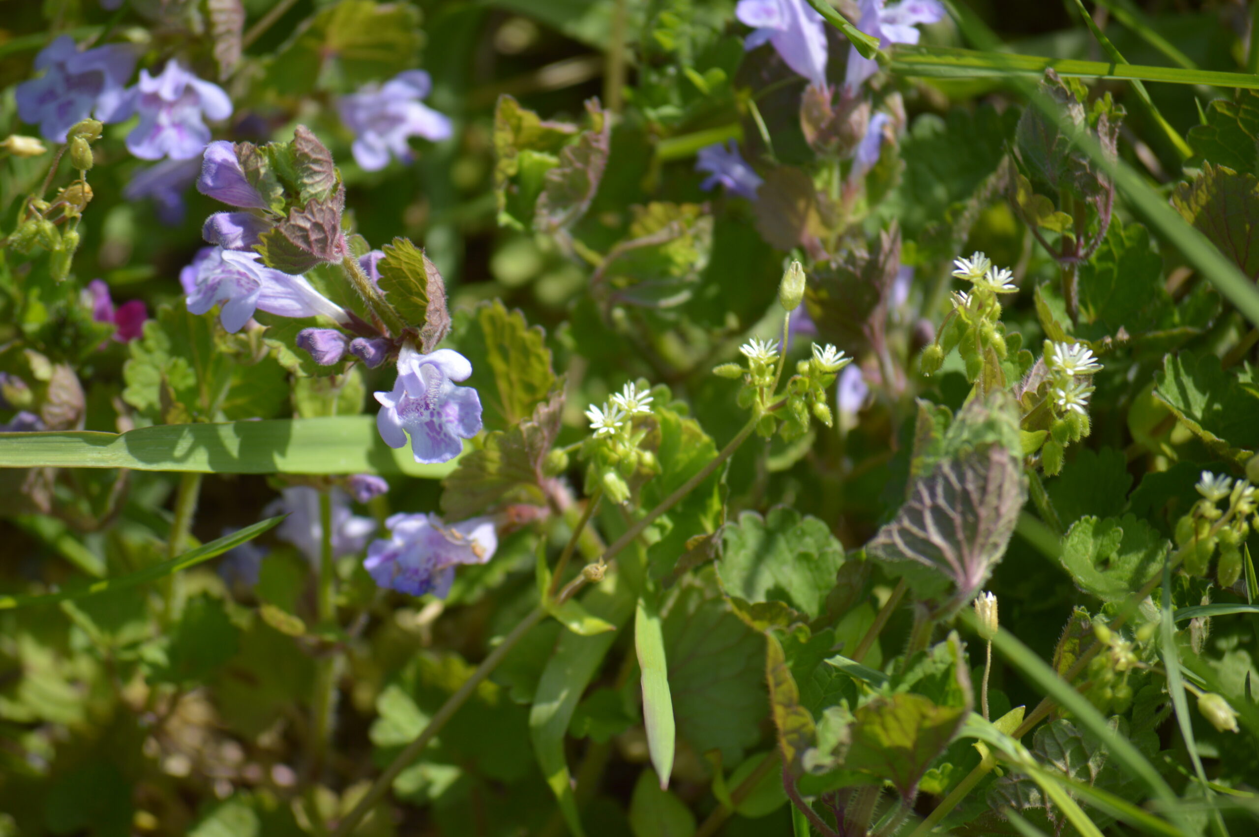 カキドオシとハコベ　2024年4月14日撮影