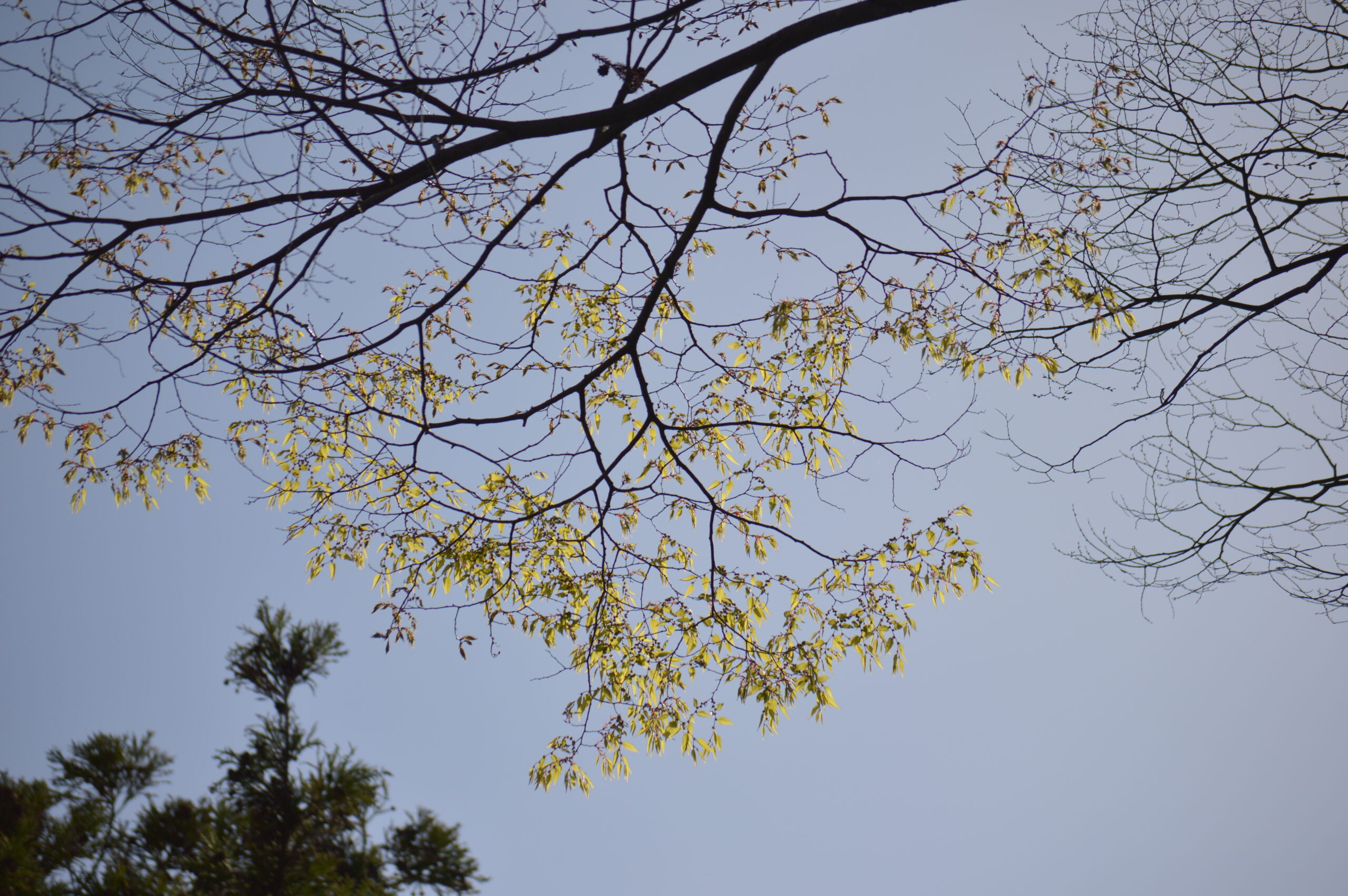 欅　2024年4月14日撮影