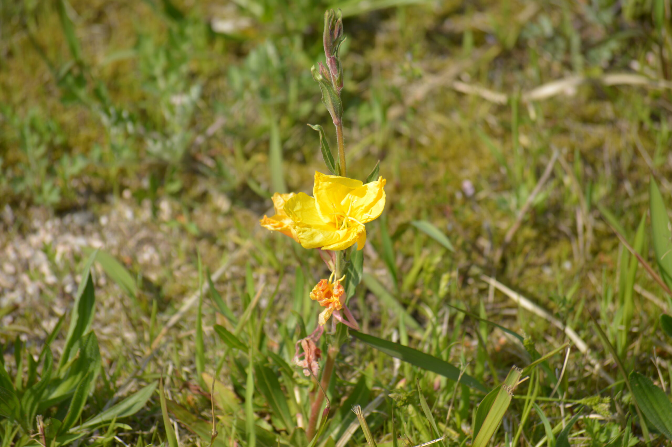 マツヨイグサ　2024年4月14日撮影