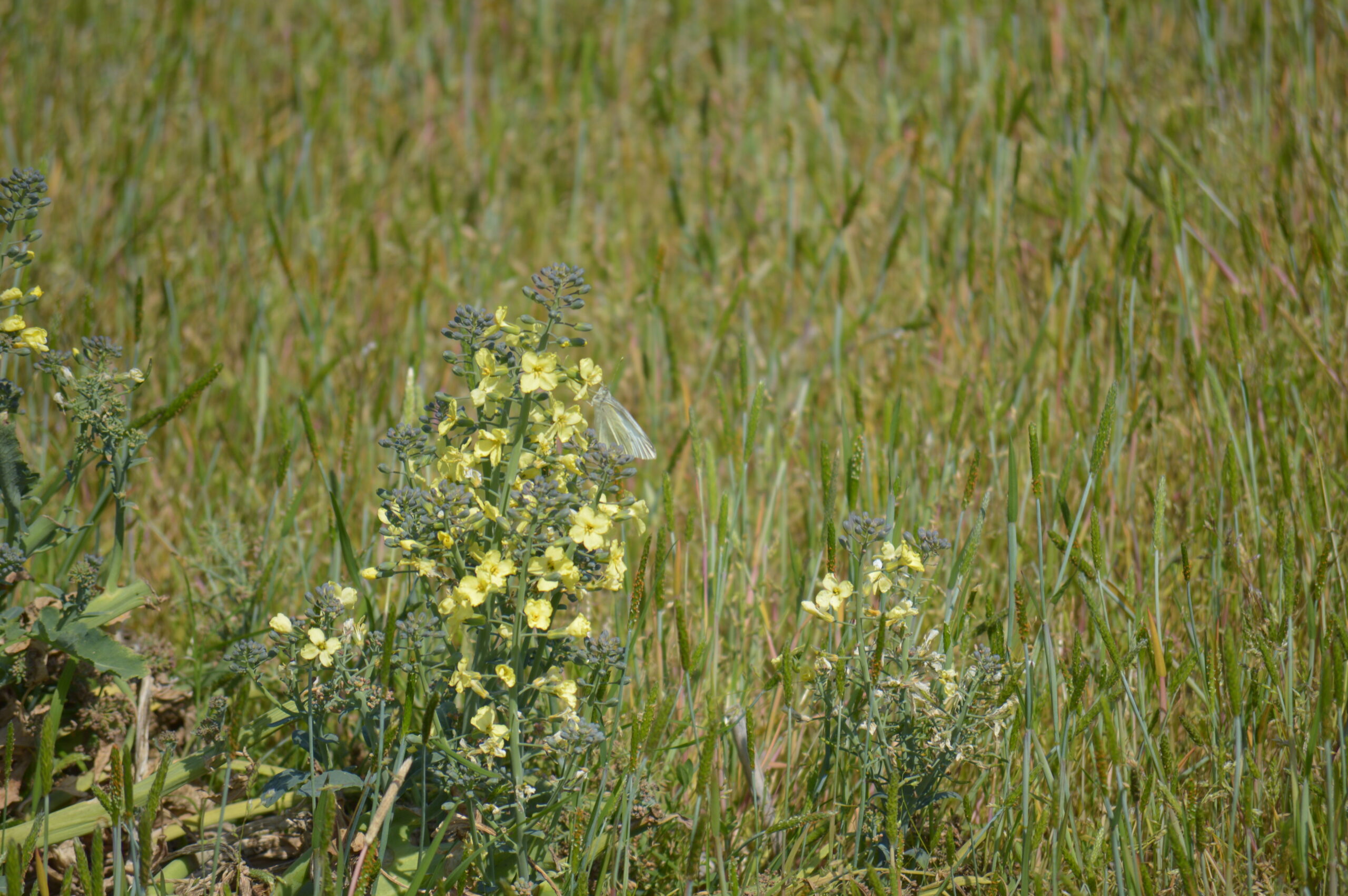 菜の花　2024年4月14日撮影