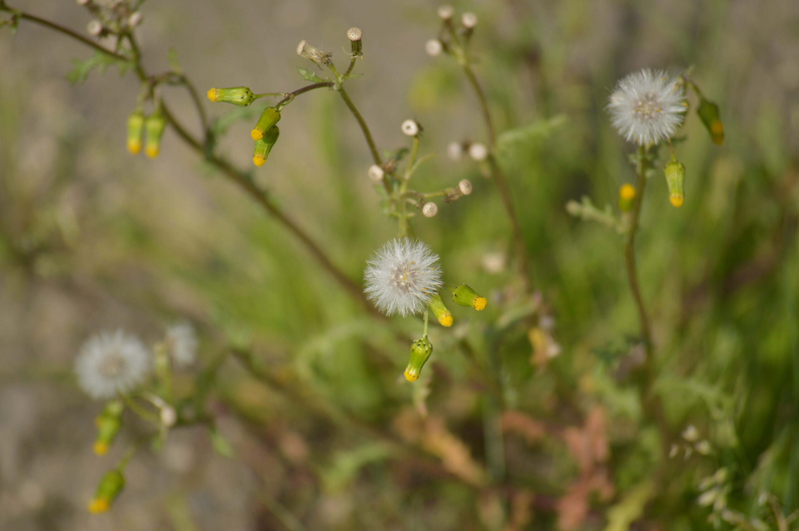 ノボロギク　2024年4月14日撮影