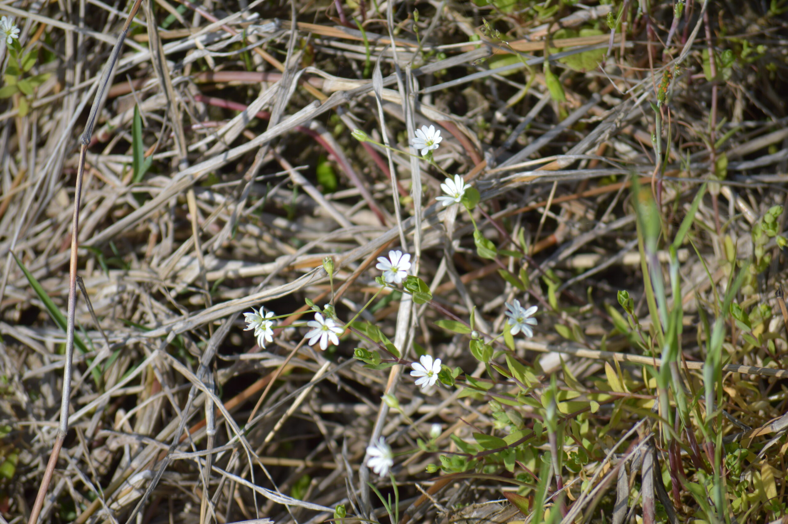 ノミノフスマ　2024年4月14日撮影
