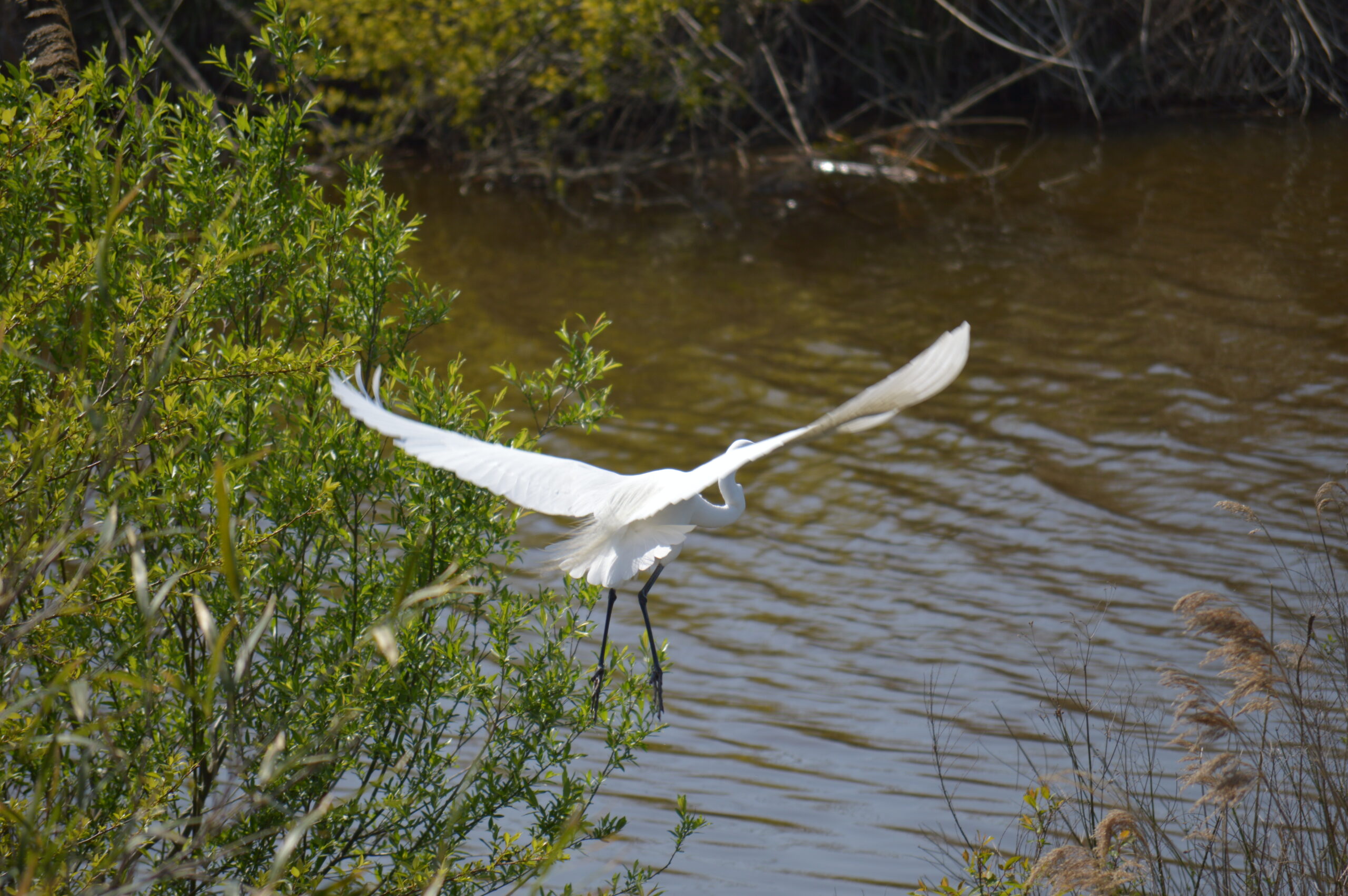 白鷺　2024年4月14日撮影