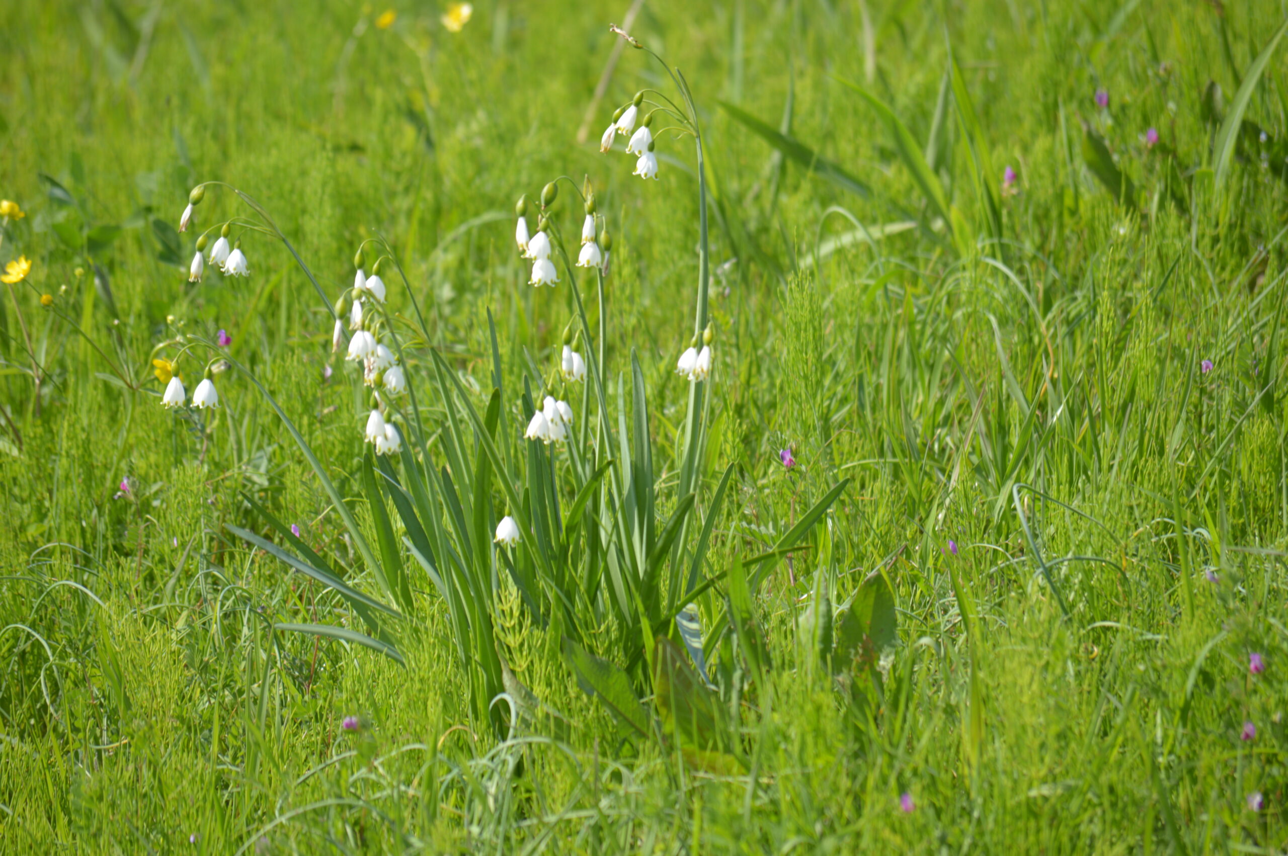 スノーフレーク　2024年4月14日撮影