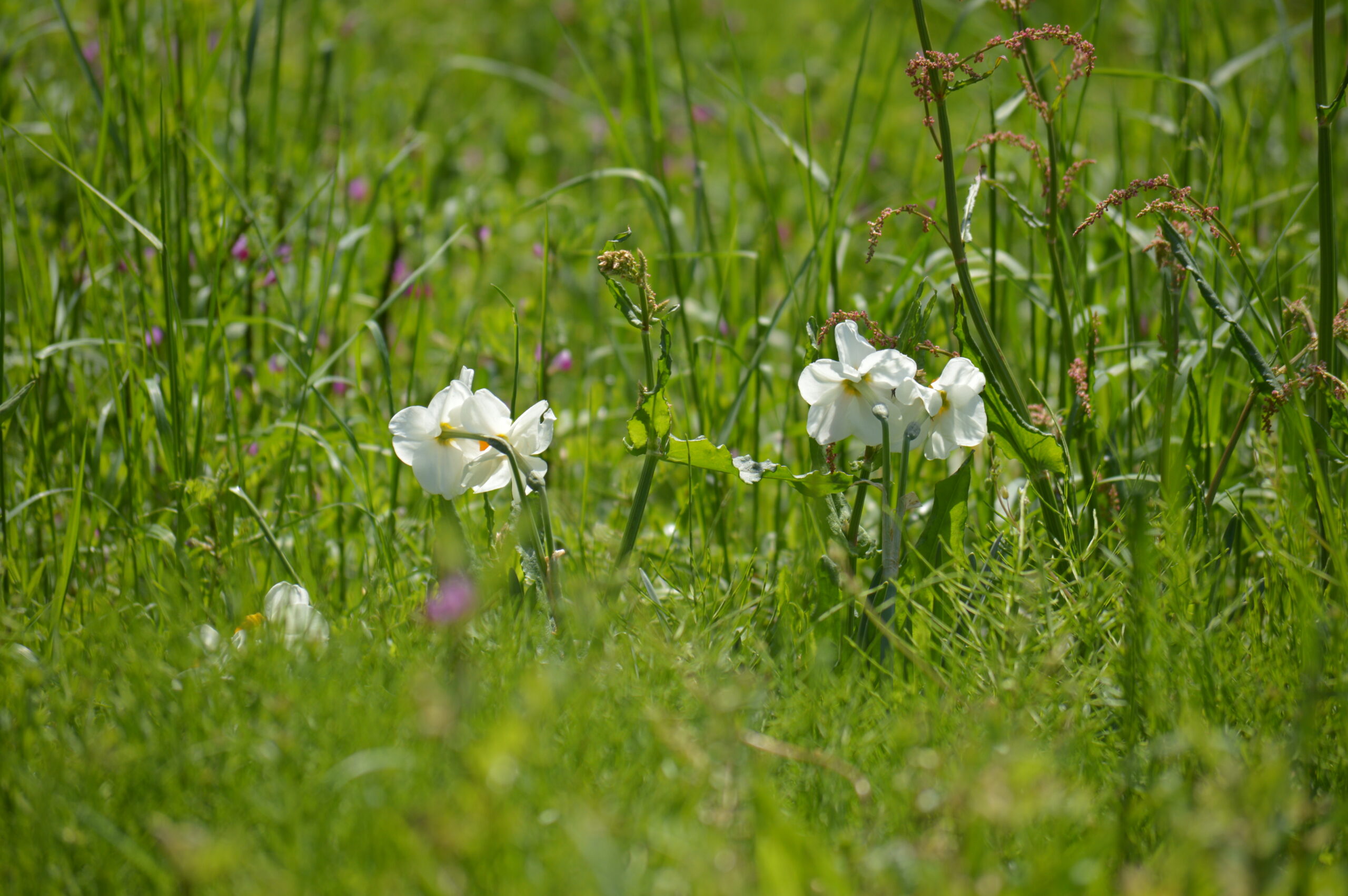 水仙　2024年4月14日撮影