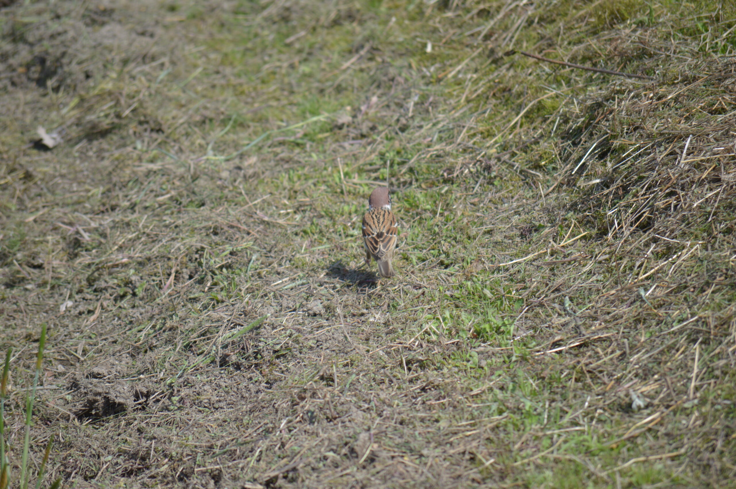 雀　2024年4月14日撮影