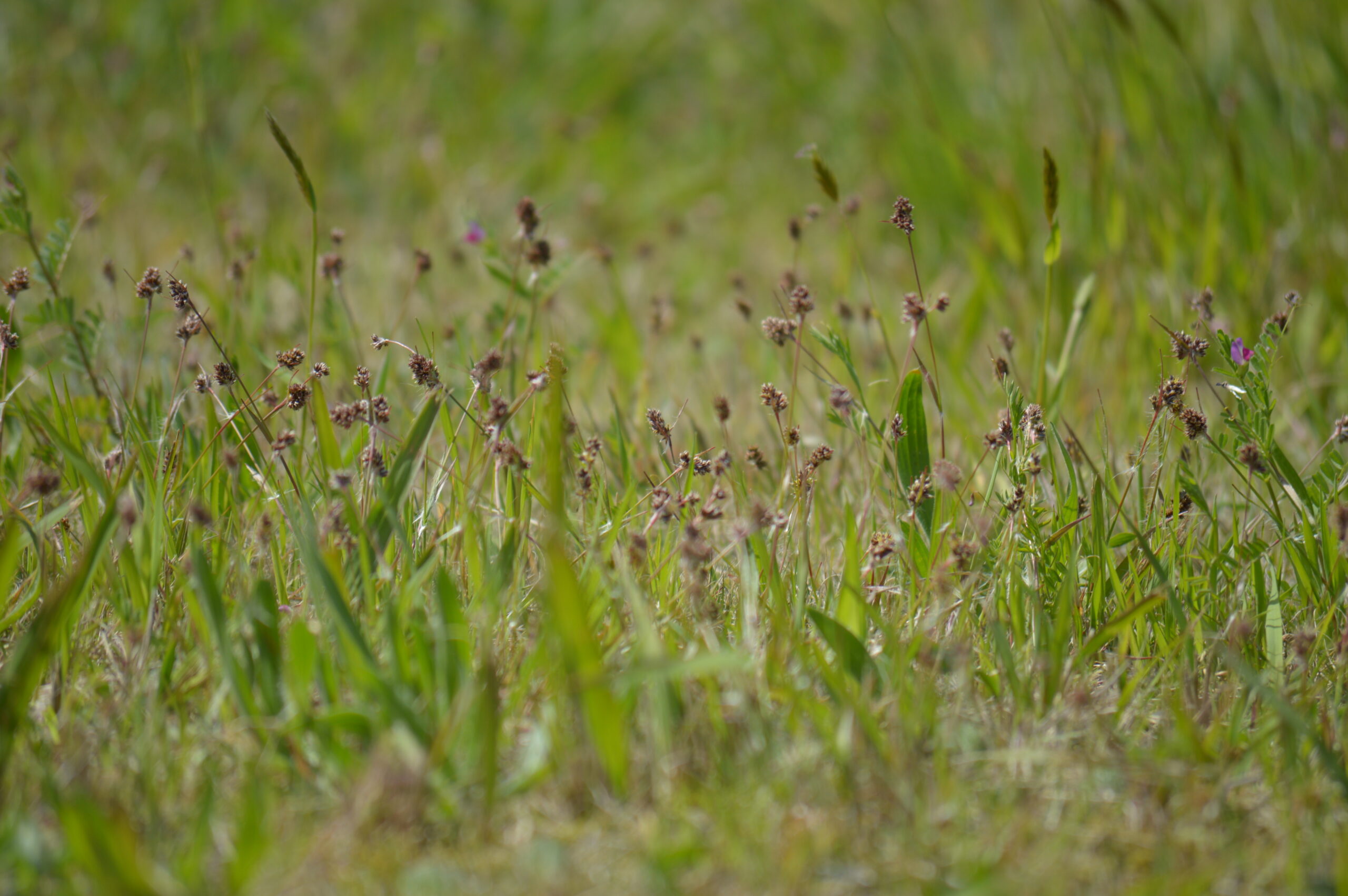スズメノヤリ　2024年4月14日撮影