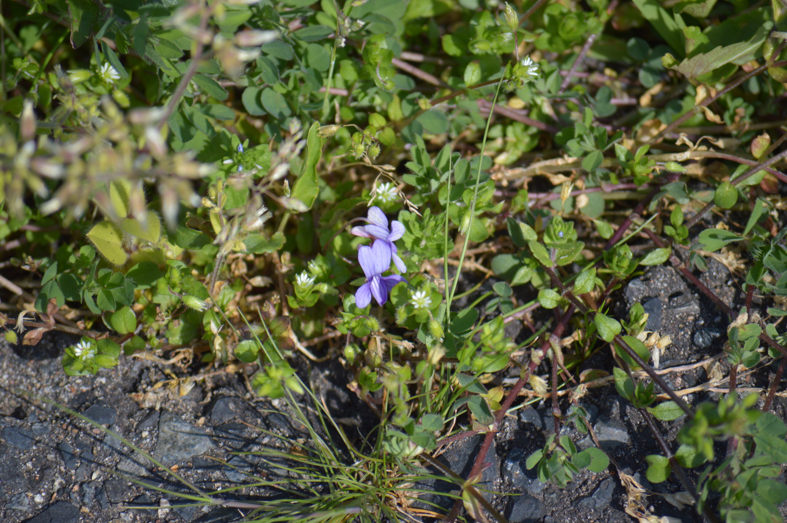 タチツボスミレ　2024年4月14日撮影