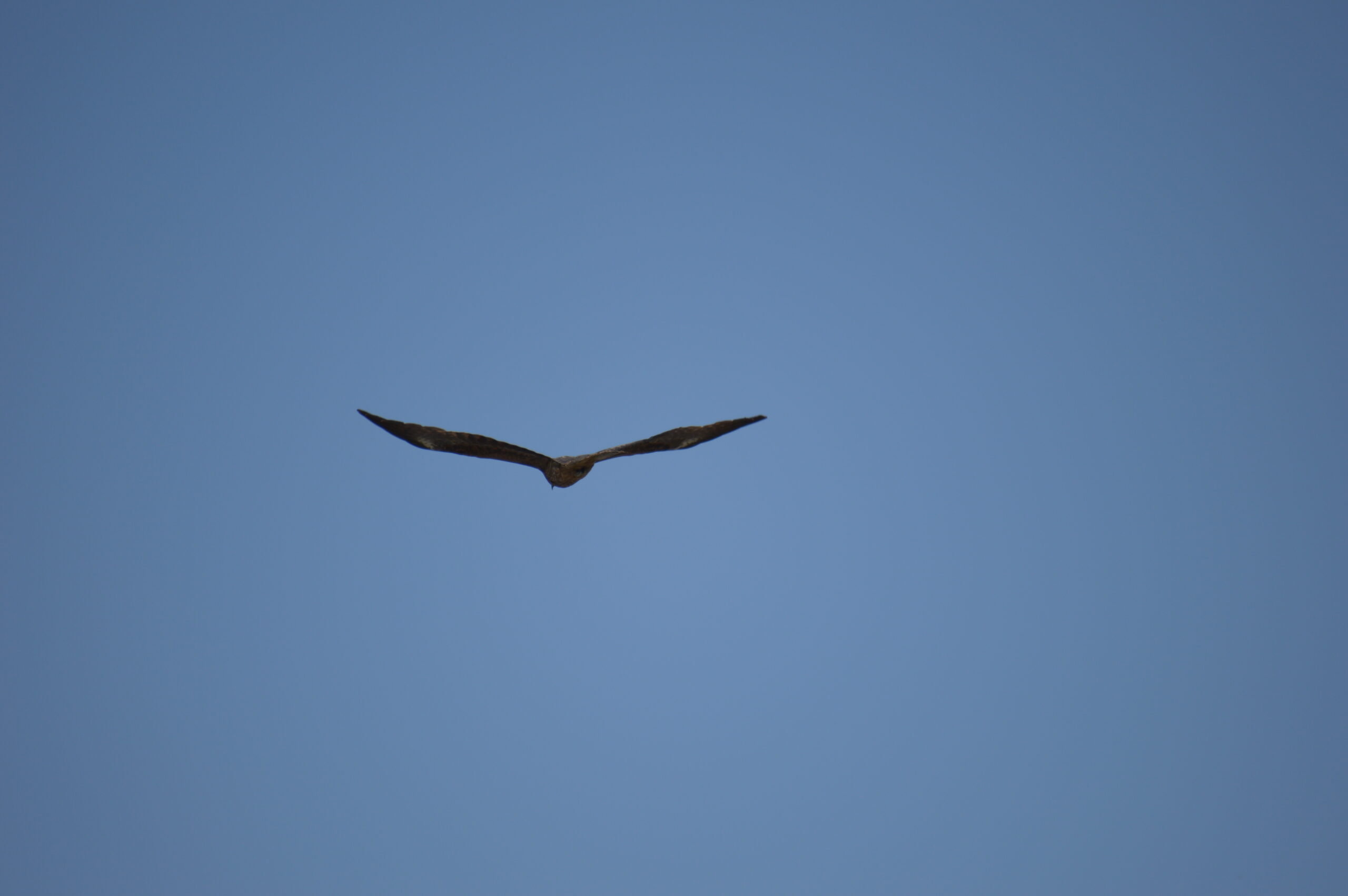 鳶　2024年4月14日撮影