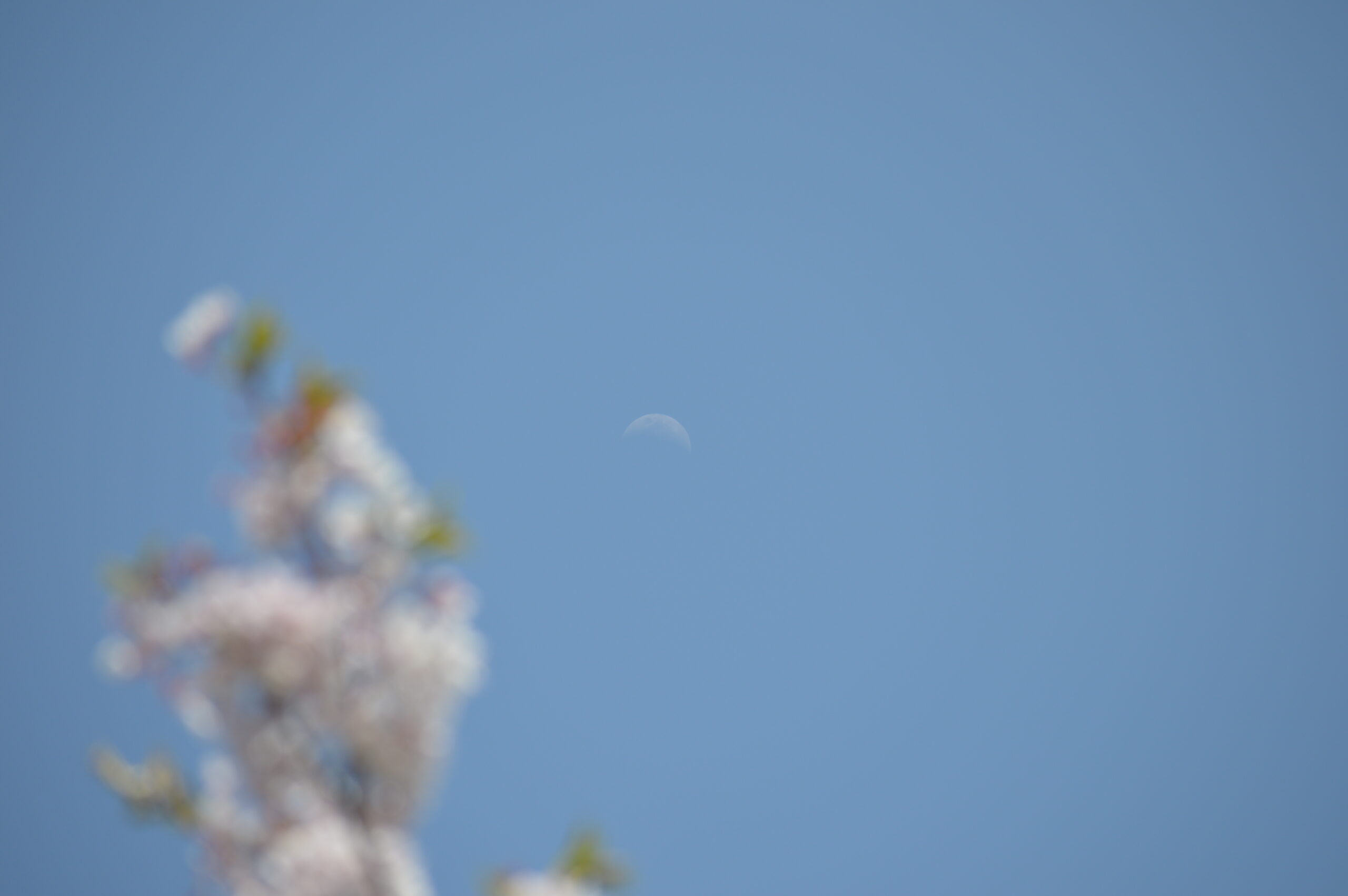 月　2024年4月14日撮影