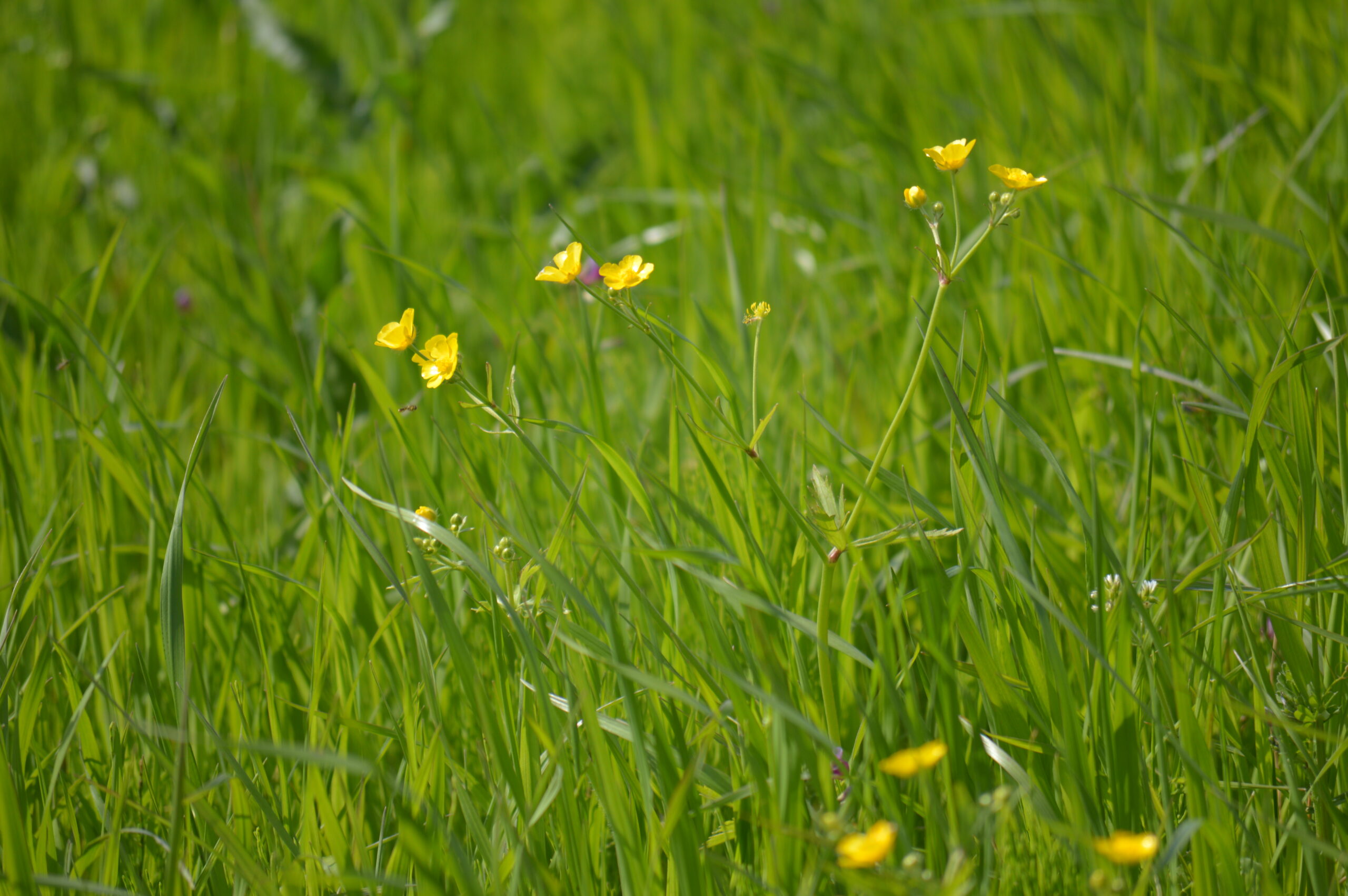 ウマノアシガタ　2024年4月14日撮影