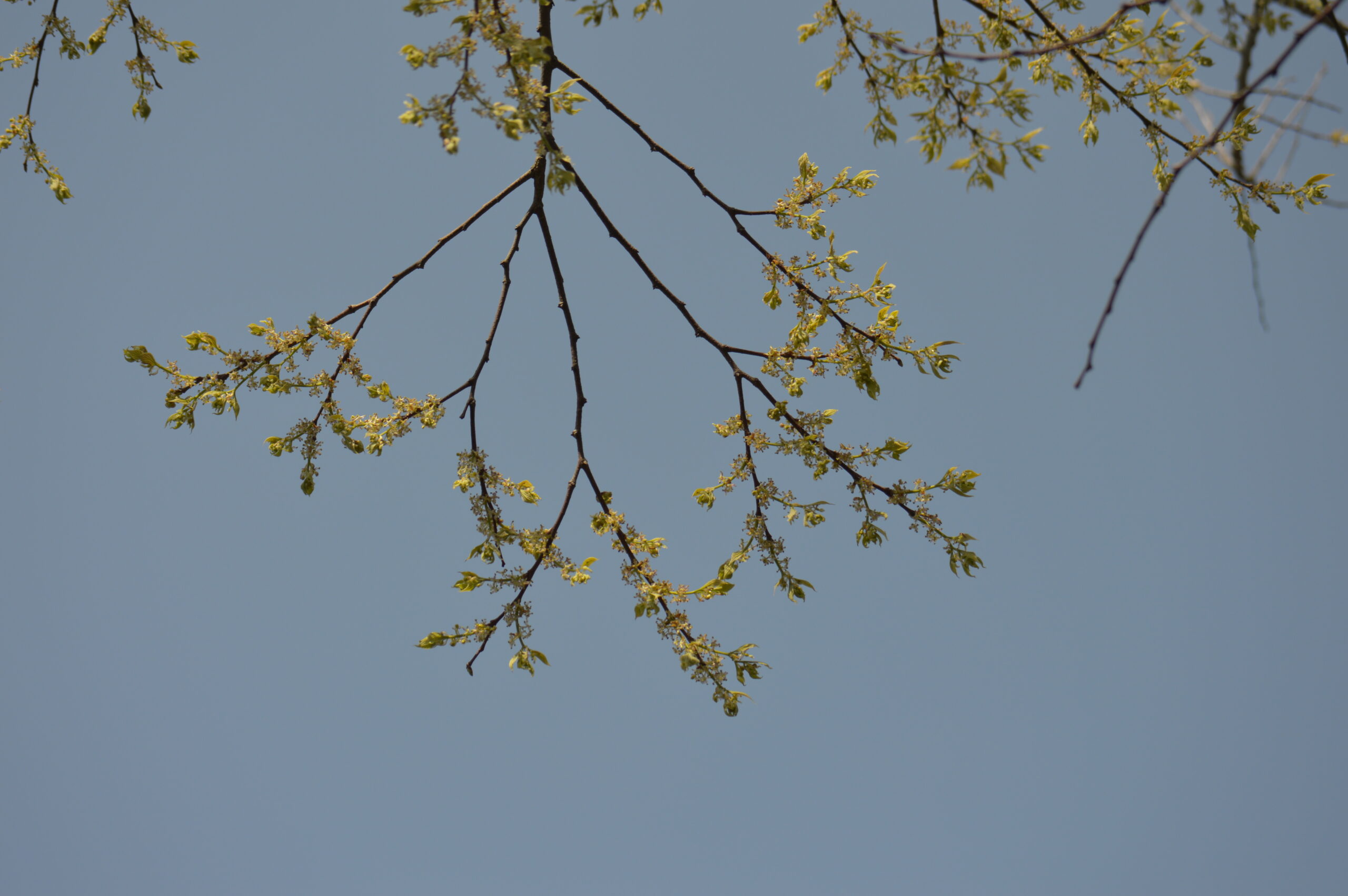 榎　2024年4月14日撮影