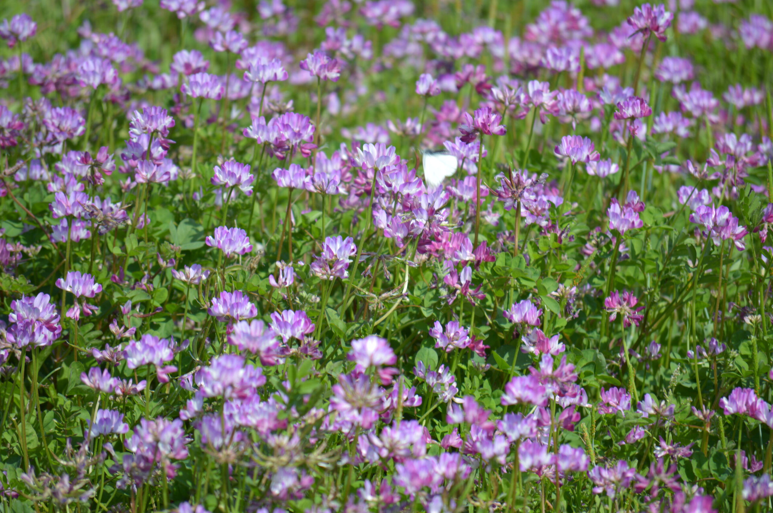 ゲンゲ　2024年4月14日撮影