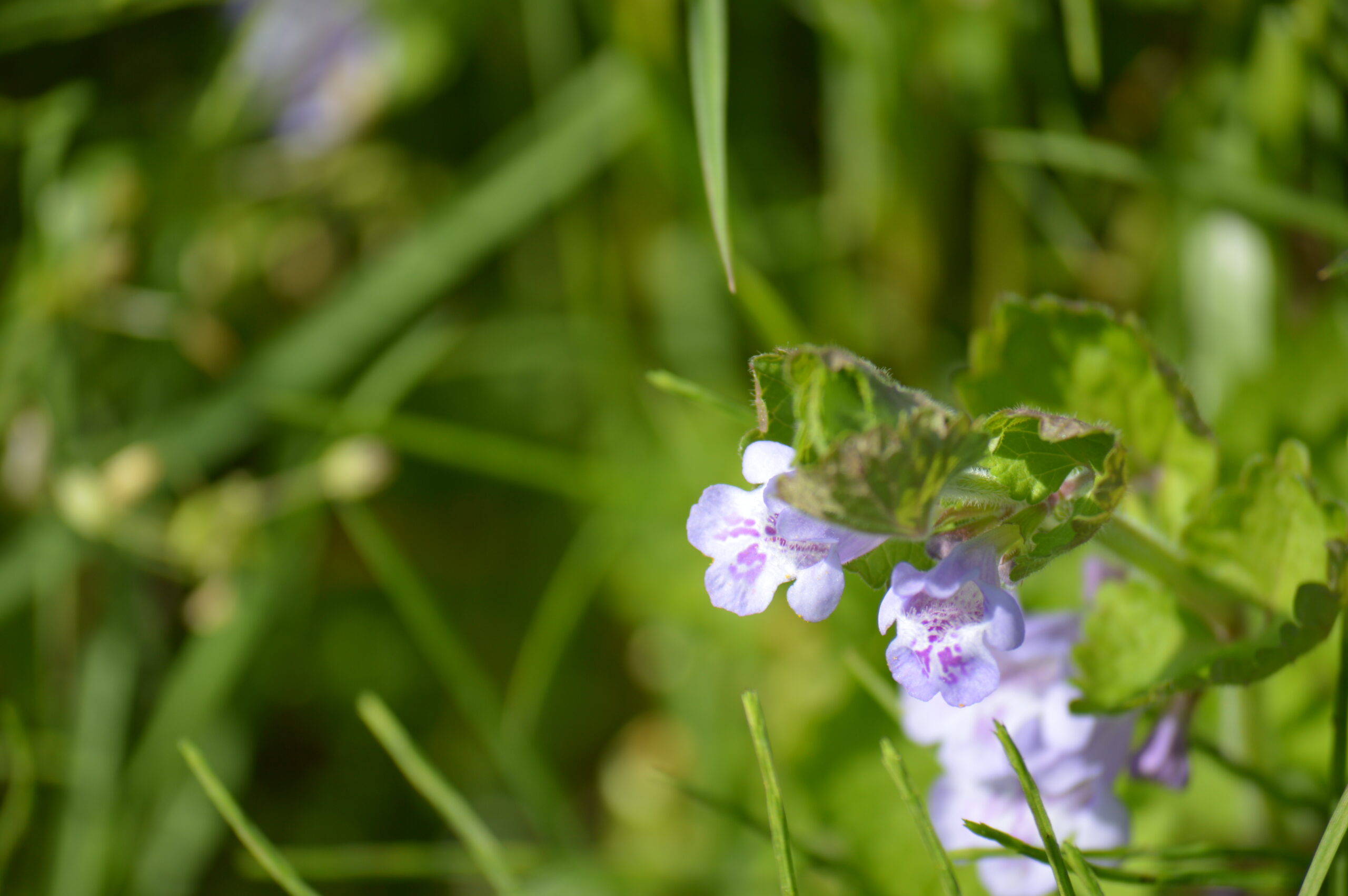 カキドオシ　2024年4月14日撮影