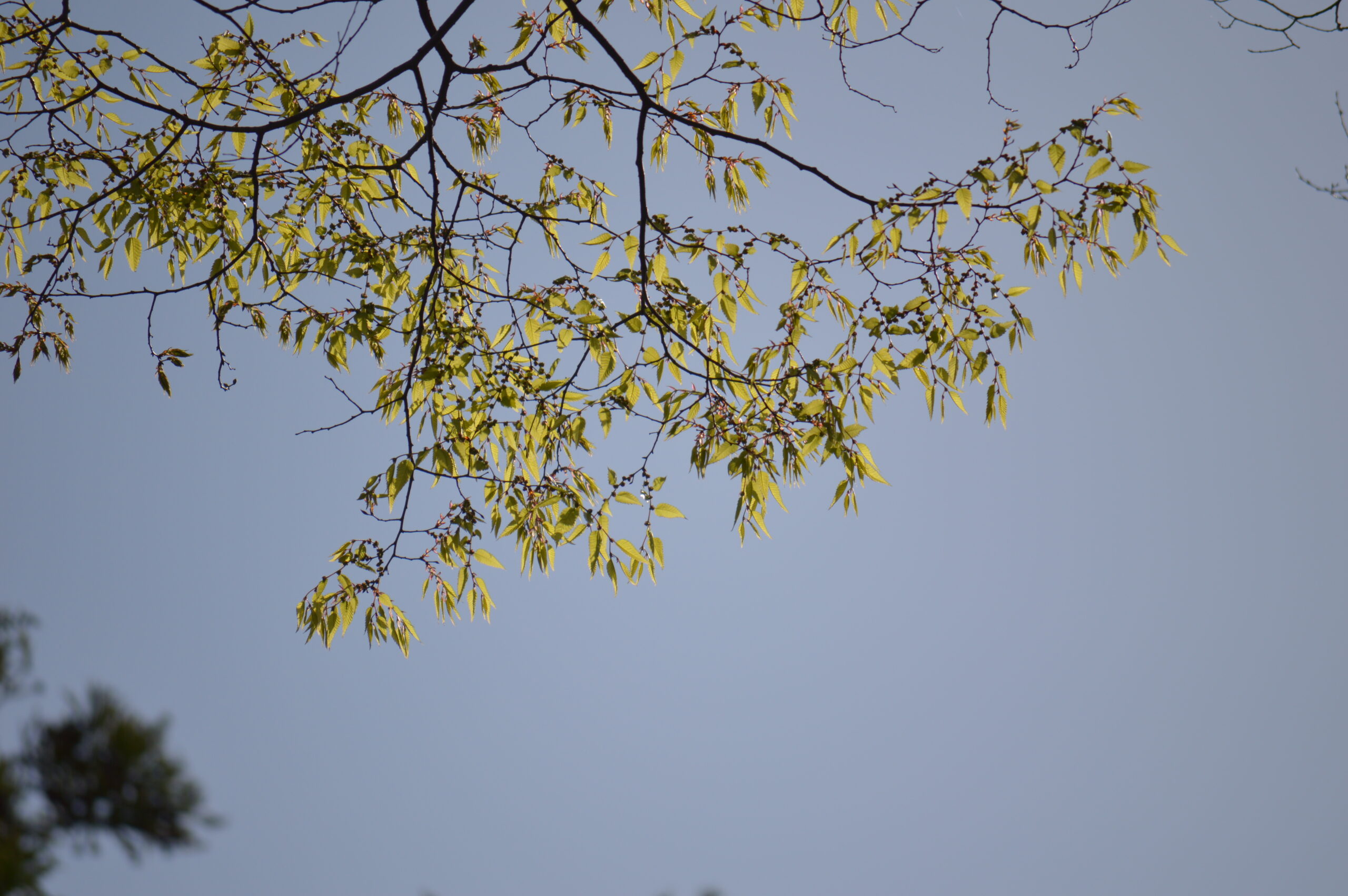 欅　2024年4月14日撮影