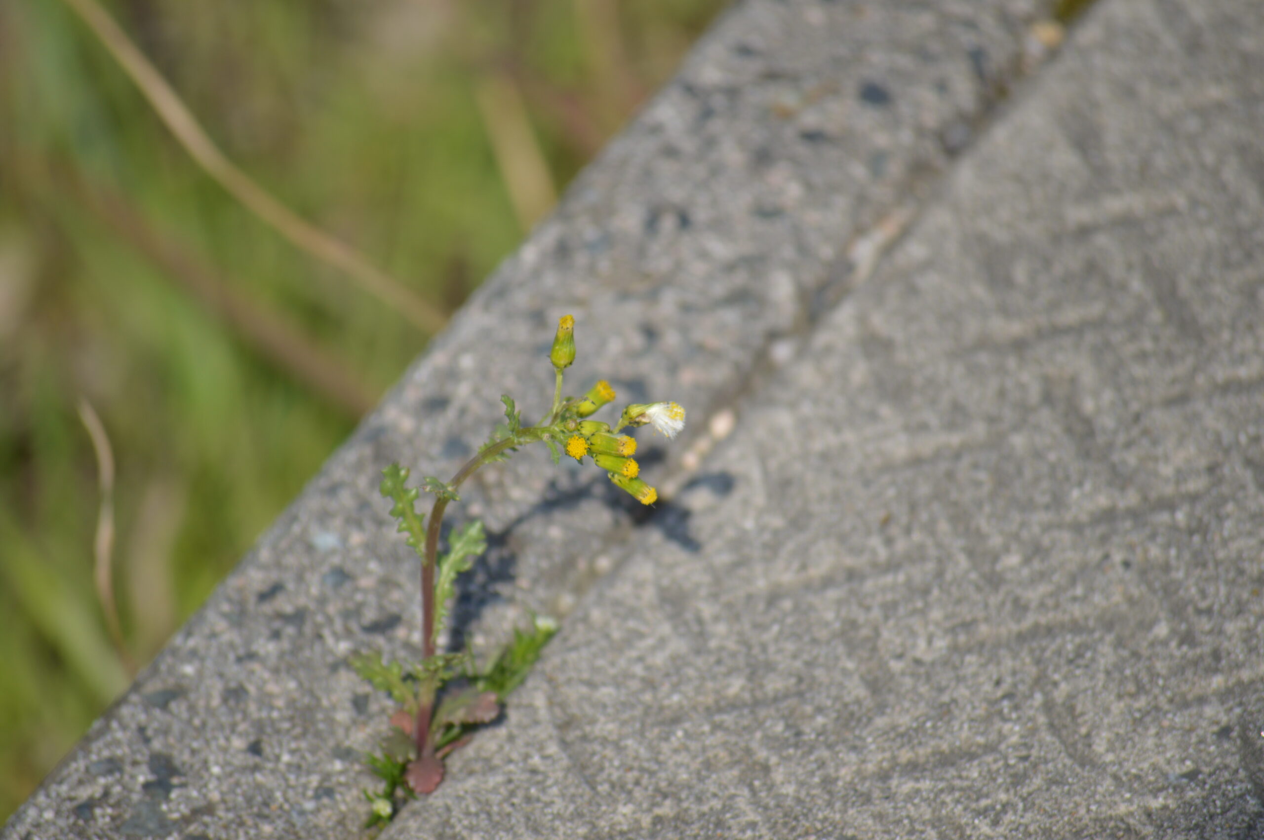 ノボロギク　2024年4月14日撮影