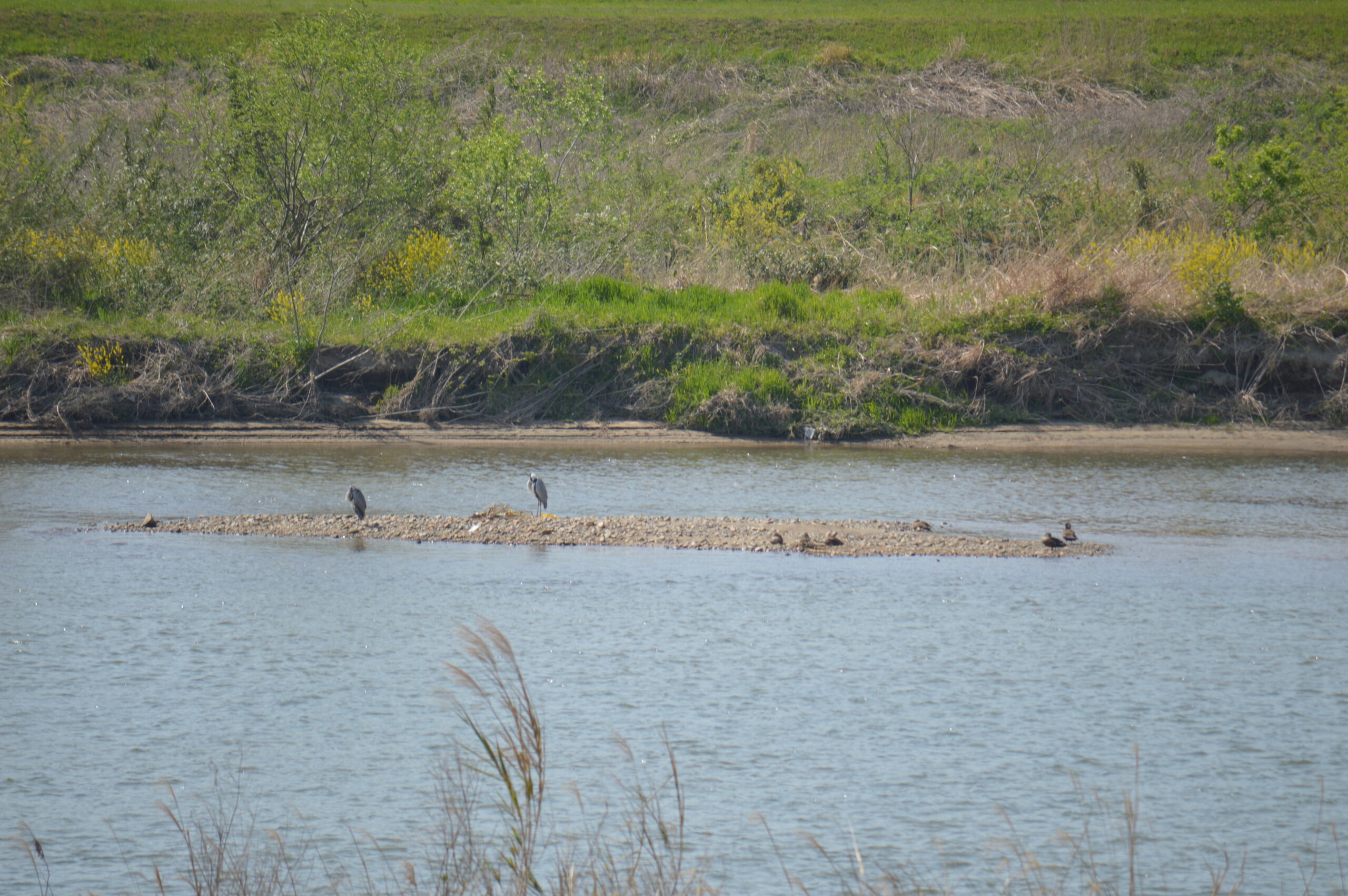 鷺と鴨　2024年4月14日撮影