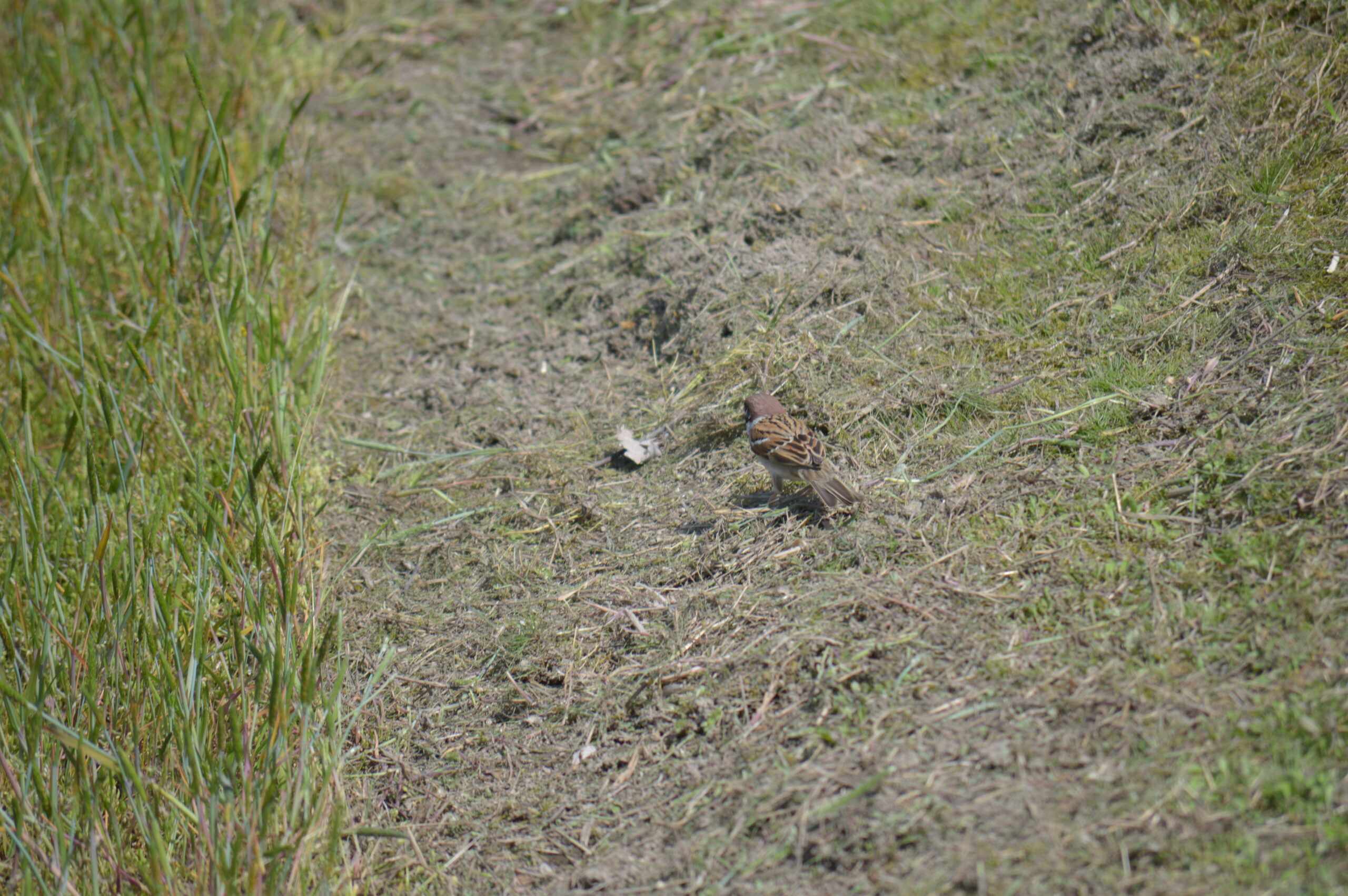 雀　2024年4月14日撮影